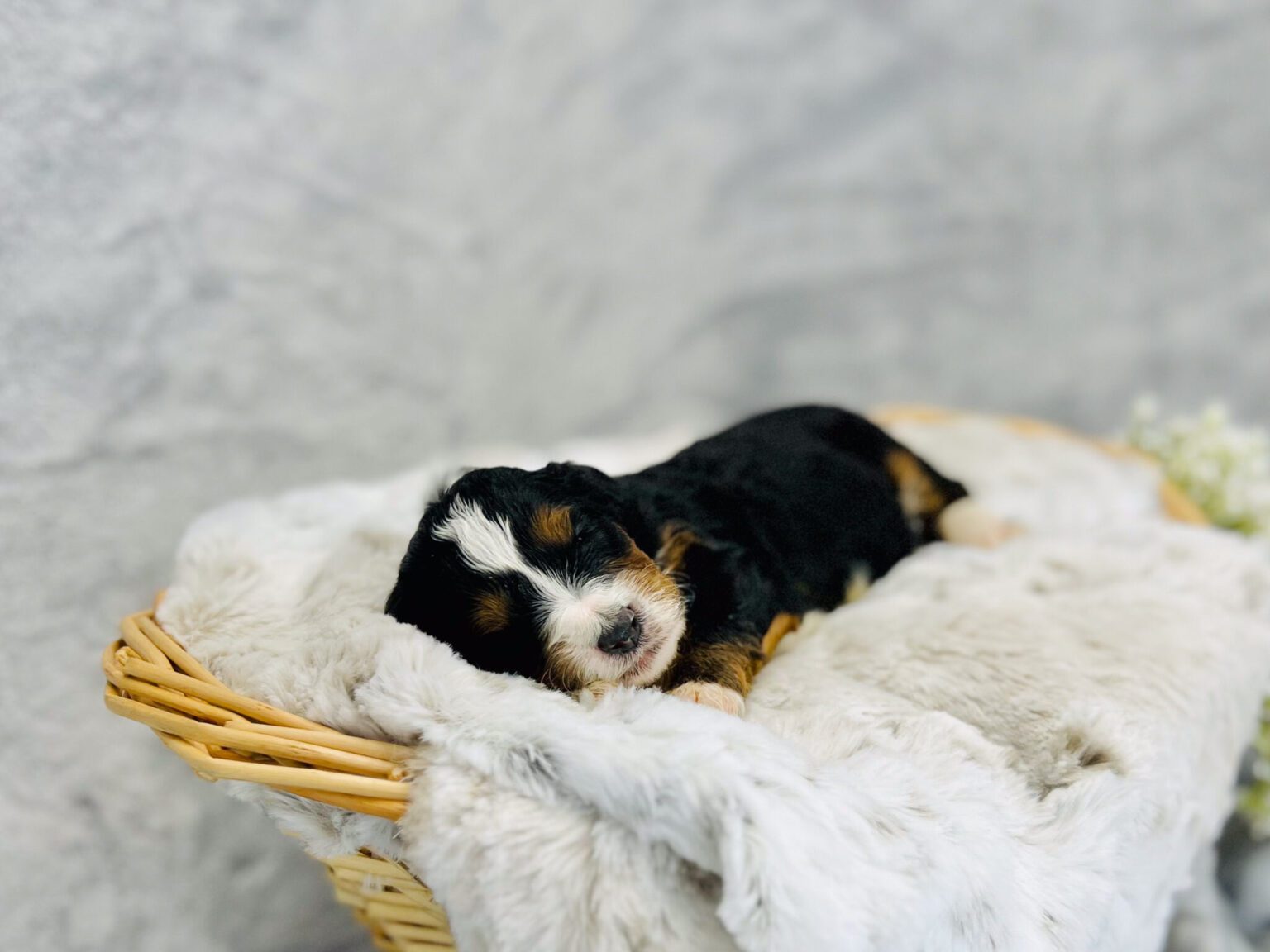 I am just a tiny baby and would love to join your family soon! Of course, you can’t see how cute and curly I will be when I get older, so the Dog Club will send updated photos when I am about 6 to 7 weeks old, if you choose to adopt me. Infant puppy deposits are refundable or transferrable.