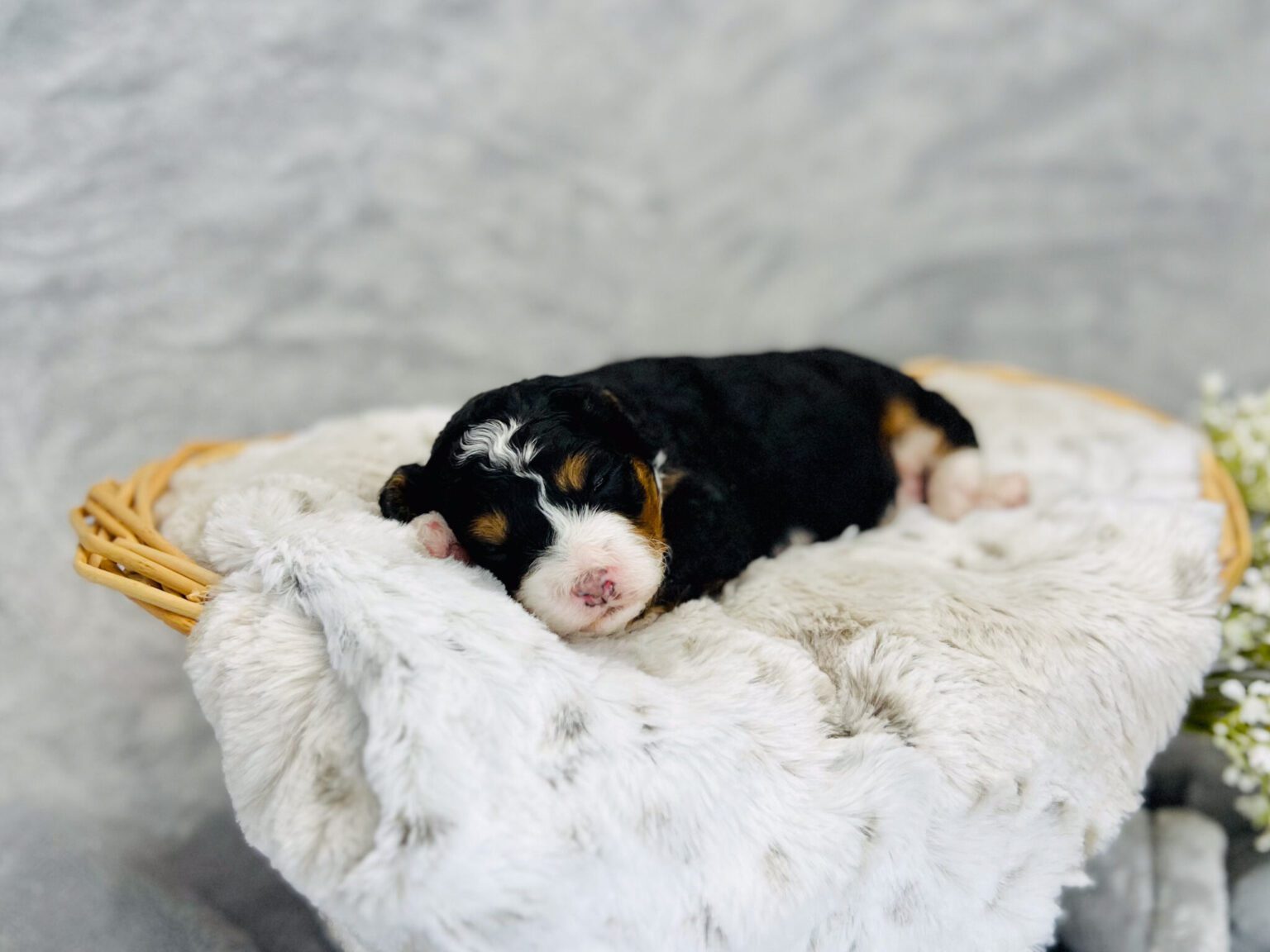 I am just a tiny baby and would love to join your family soon! Of course, you can’t see how cute and curly I will be when I get older, so the Dog Club will send updated photos when I am about 6 to 7 weeks old, if you choose to adopt me. Infant puppy deposits are refundable or transferrable.