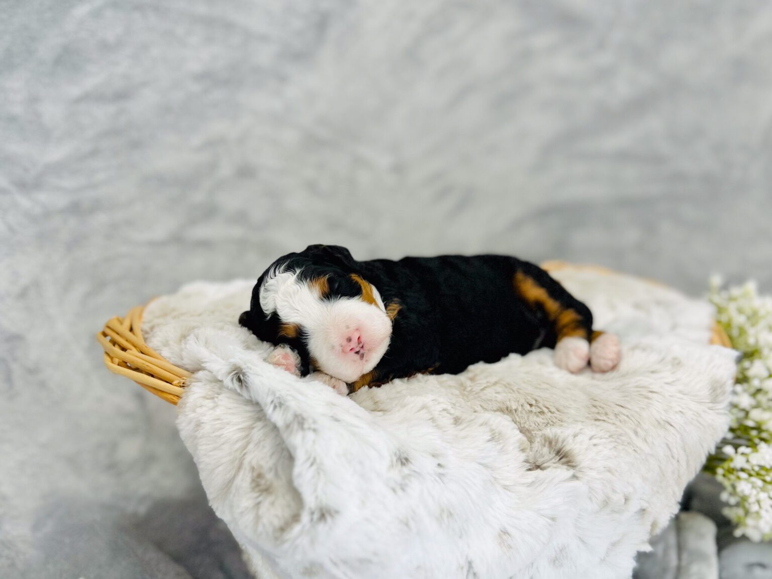 I am just a tiny baby and would love to join your family soon! Of course, you can’t see how cute and curly I will be when I get older, so the Dog Club will send updated photos when I am about 6 to 7 weeks old, if you choose to adopt me. Infant puppy deposits are refundable or transferrable.