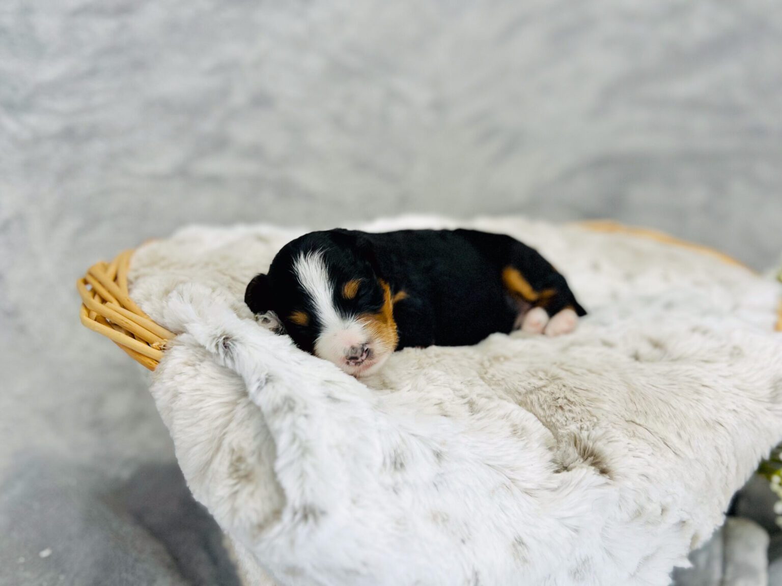 I am just a tiny baby and would love to join your family soon! Of course, you can’t see how cute and curly I will be when I get older, so the Dog Club will send updated photos when I am about 6 to 7 weeks old, if you choose to adopt me. Infant puppy deposits are refundable or transferrable.