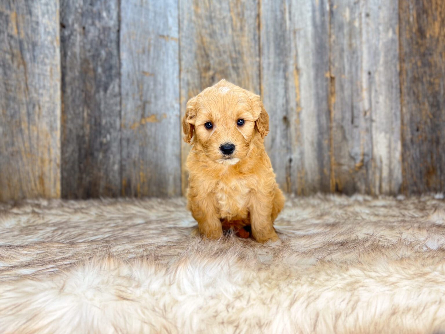 I am just a tiny baby and would love to join your family soon! Of course, you can’t see how cute and curly I will be when I get older, so the Dog Club will send updated photos when I am about 6 to 7 weeks old, if you choose to adopt me. Infant puppy deposits are refundable or transferrable.