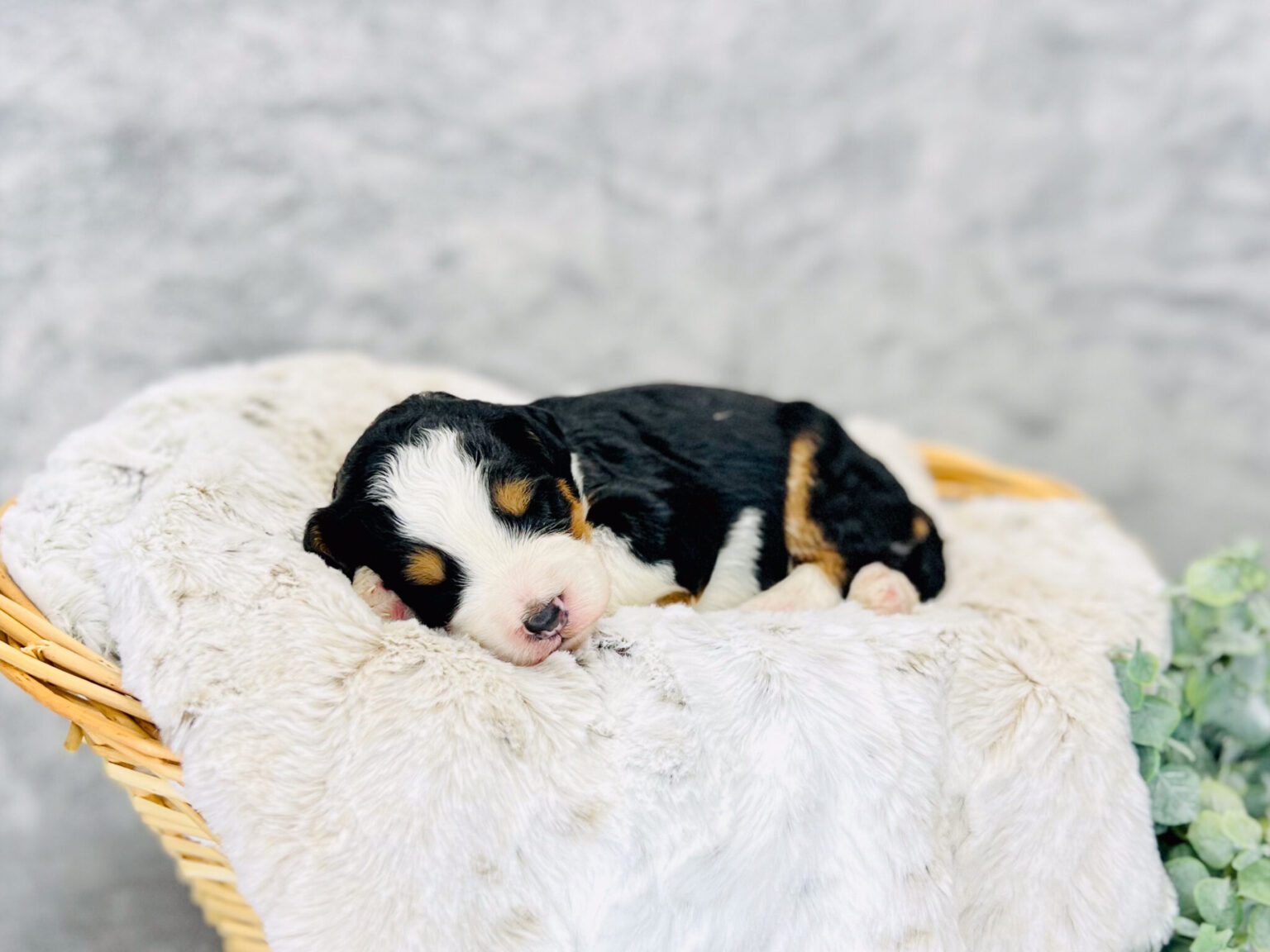 I am just a tiny baby and would love to join your family soon! Of course, you can’t see how cute and curly I will be when I get older, so the Dog Club will send updated photos when I am about 6 to 7 weeks old, if you choose to adopt me. Infant puppy deposits are refundable or transferrable.