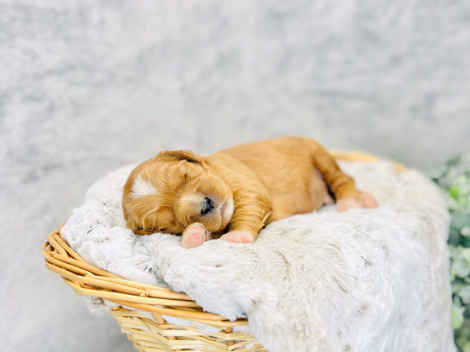 I am just a tiny baby and would love to join your family soon! Of course, you can’t see how cute and curly I will be when I get older, so the Dog Club will send updated photos when I am about 6 to 7 weeks old, if you choose to adopt me. Infant puppy deposits are refundable or transferrable.
