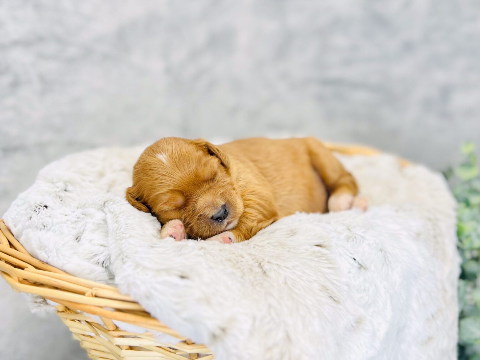 I am just a tiny baby and would love to join your family soon! Of course, you can’t see how cute and curly I will be when I get older, so the Dog Club will send updated photos when I am about 6 to 7 weeks old, if you choose to adopt me. Infant puppy deposits are refundable or transferrable.