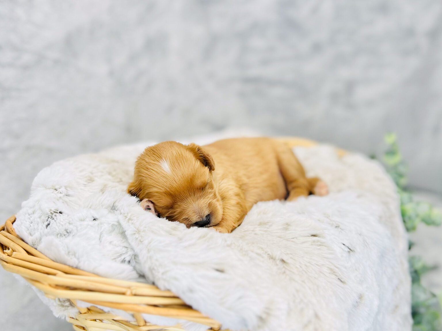 I am just a tiny baby and would love to join your family soon! Of course, you can’t see how cute and curly I will be when I get older, so the Dog Club will send updated photos when I am about 6 to 7 weeks old, if you choose to adopt me. Infant puppy deposits are refundable or transferrable.