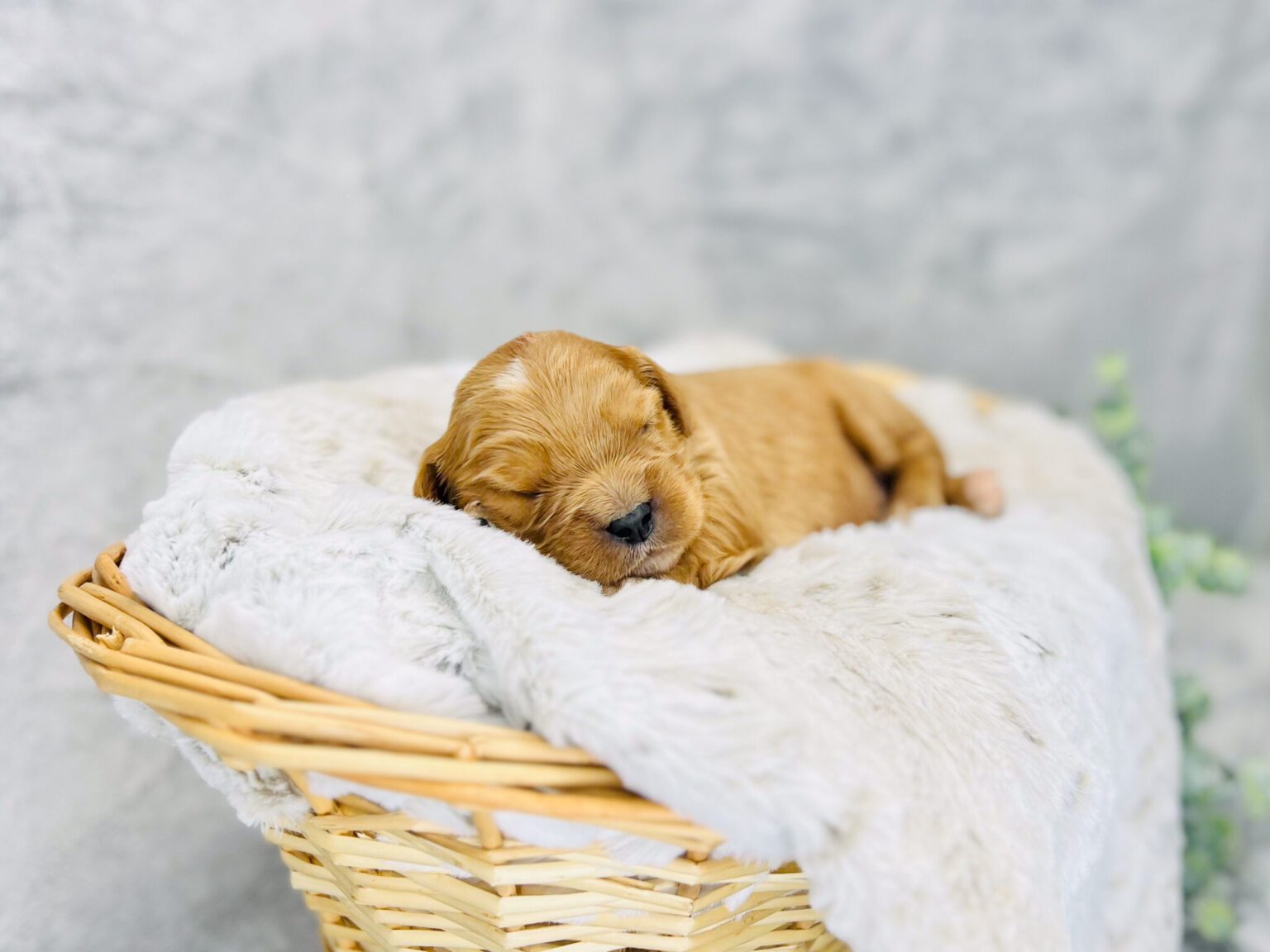 I am just a tiny baby and would love to join your family soon! Of course, you can’t see how cute and curly I will be when I get older, so the Dog Club will send updated photos when I am about 6 to 7 weeks old, if you choose to adopt me. Infant puppy deposits are refundable or transferrable.