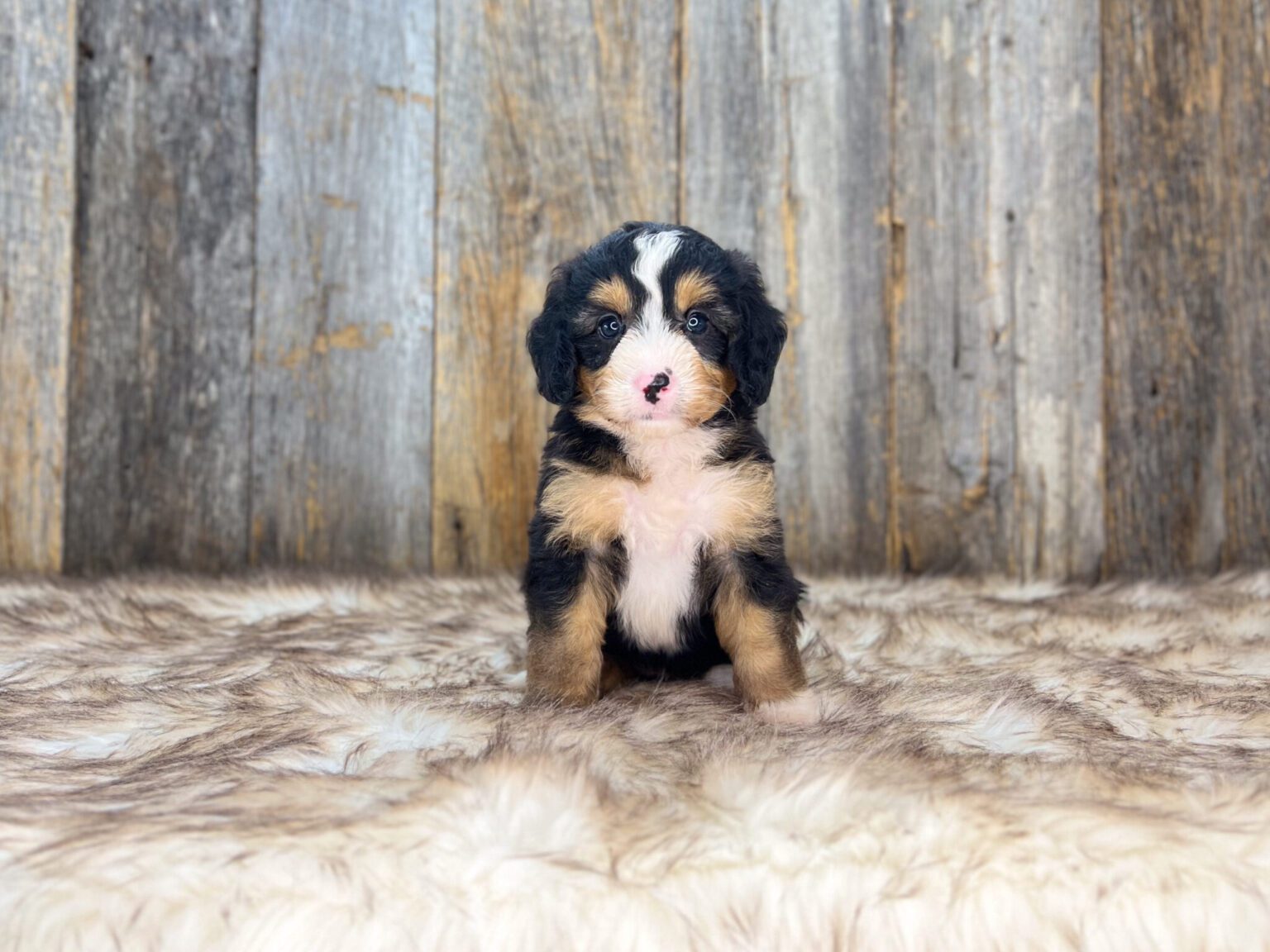 I am just a tiny baby and would love to join your family soon! Of course, you can’t see how cute and curly I will be when I get older, so the Dog Club will send updated photos when I am about 6 to 7 weeks old, if you choose to adopt me. Infant puppy deposits are refundable or transferrable.