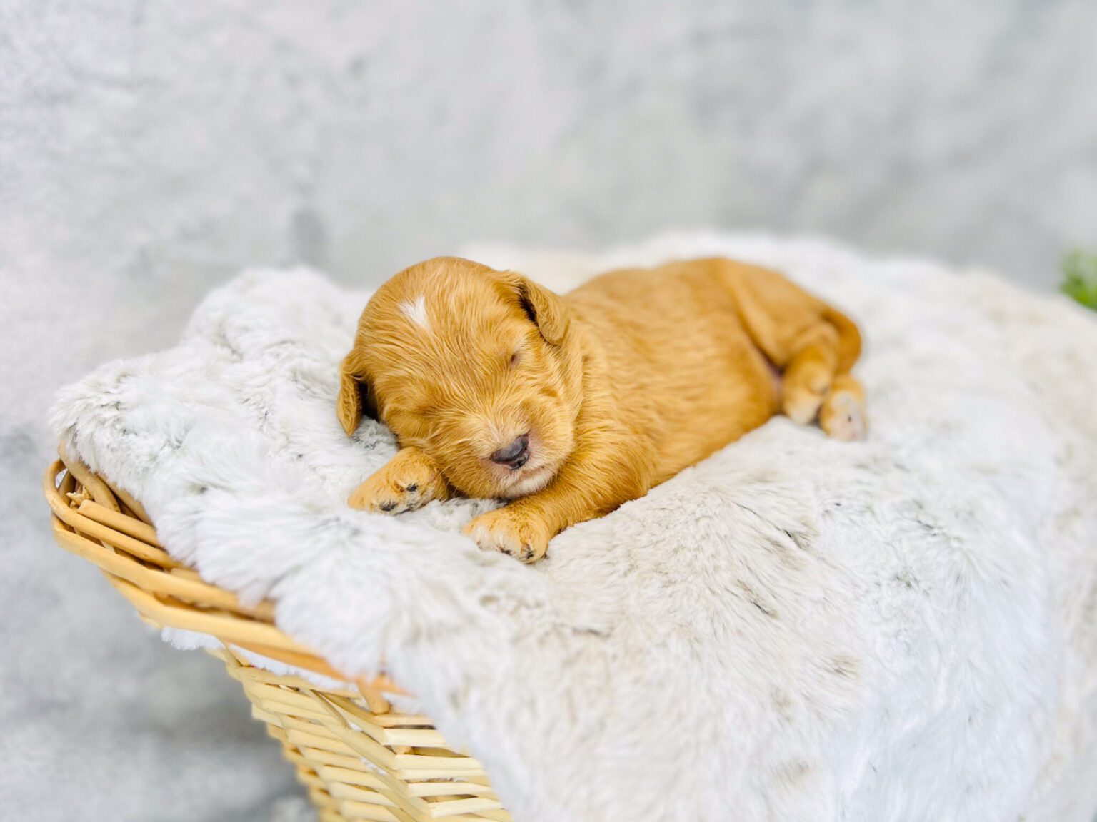 I am just a tiny baby and would love to join your family soon! Of course, you can’t see how cute and curly I will be when I get older, so the Dog Club will send updated photos when I am about 6 to 7 weeks old, if you choose to adopt me. Infant puppy deposits are refundable or transferrable.