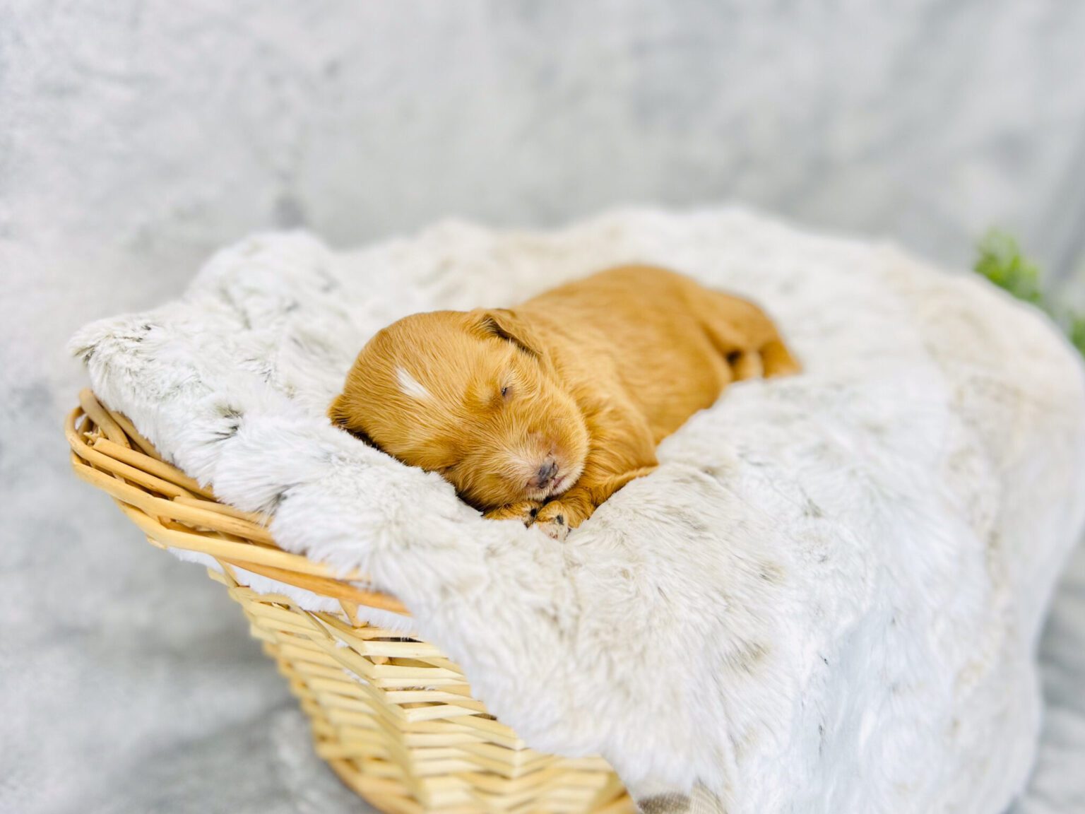 I am just a tiny baby and would love to join your family soon! Of course, you can’t see how cute and curly I will be when I get older, so the Dog Club will send updated photos when I am about 6 to 7 weeks old, if you choose to adopt me. Infant puppy deposits are refundable or transferrable.