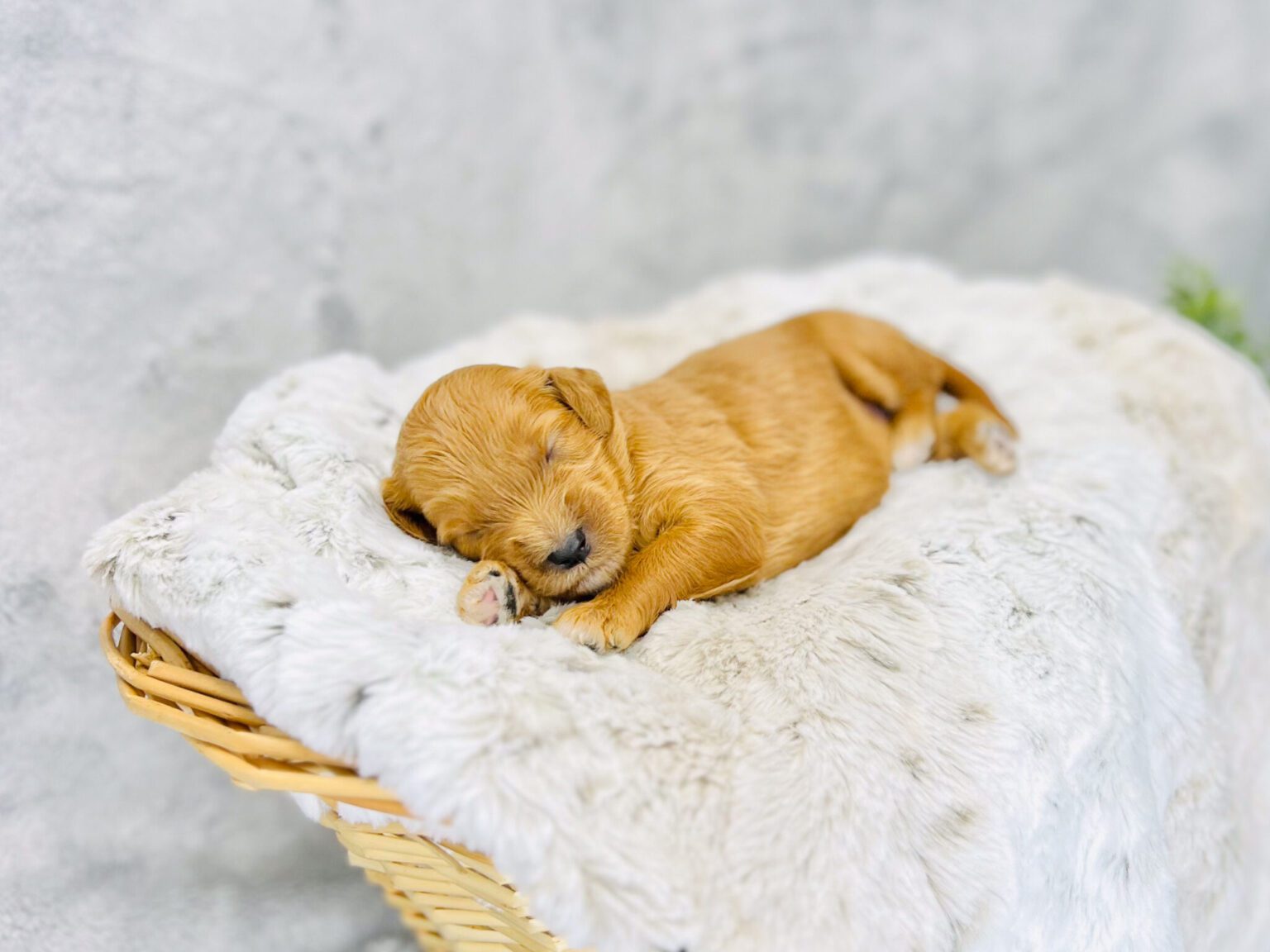 I am just a tiny baby and would love to join your family soon! Of course, you can’t see how cute and curly I will be when I get older, so the Dog Club will send updated photos when I am about 6 to 7 weeks old, if you choose to adopt me. Infant puppy deposits are refundable or transferrable.