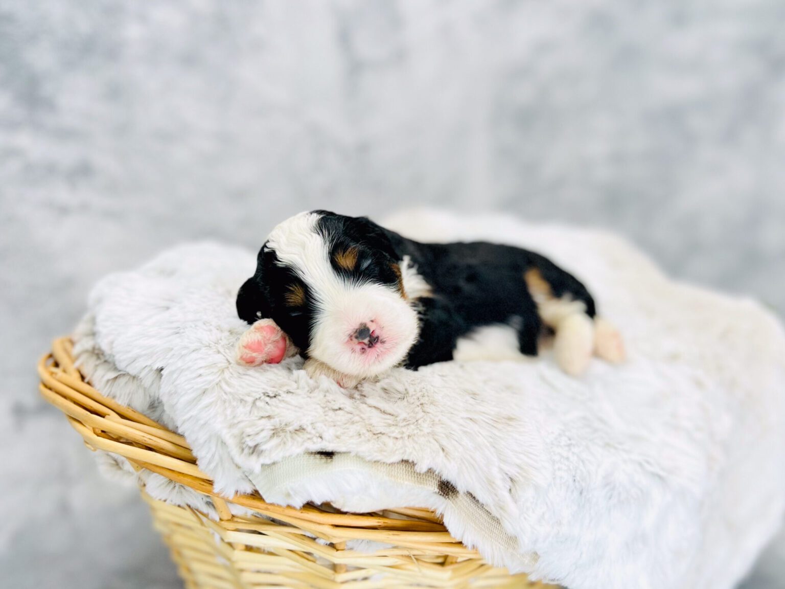 I am just a tiny baby and would love to join your family soon! Of course, you can’t see how cute and curly I will be when I get older, so the Dog Club will send updated photos when I am about 6 to 7 weeks old, if you choose to adopt me. Infant puppy deposits are refundable or transferrable.