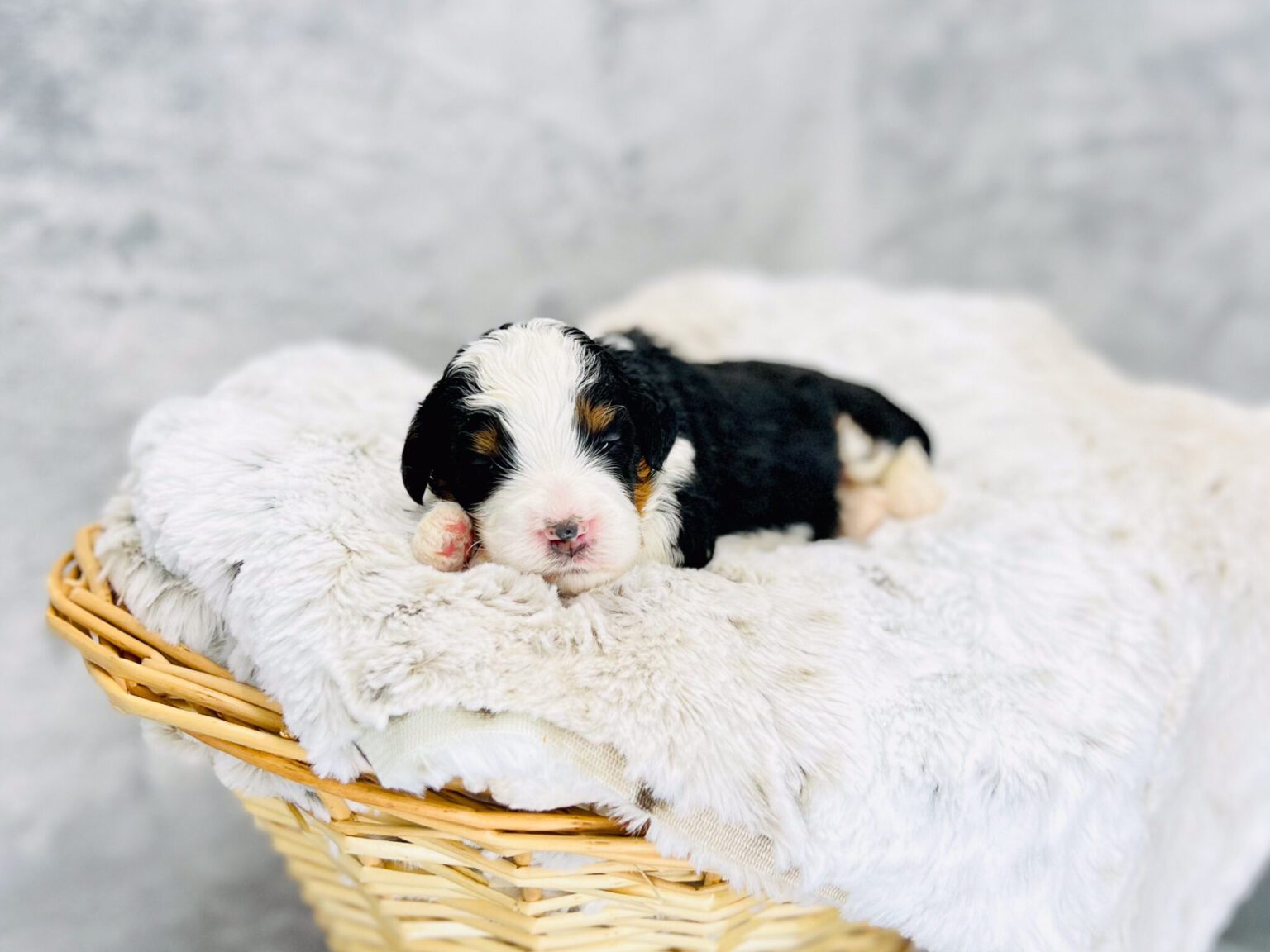 I am just a tiny baby and would love to join your family soon! Of course, you can’t see how cute and curly I will be when I get older, so the Dog Club will send updated photos when I am about 6 to 7 weeks old, if you choose to adopt me. Infant puppy deposits are refundable or transferrable.