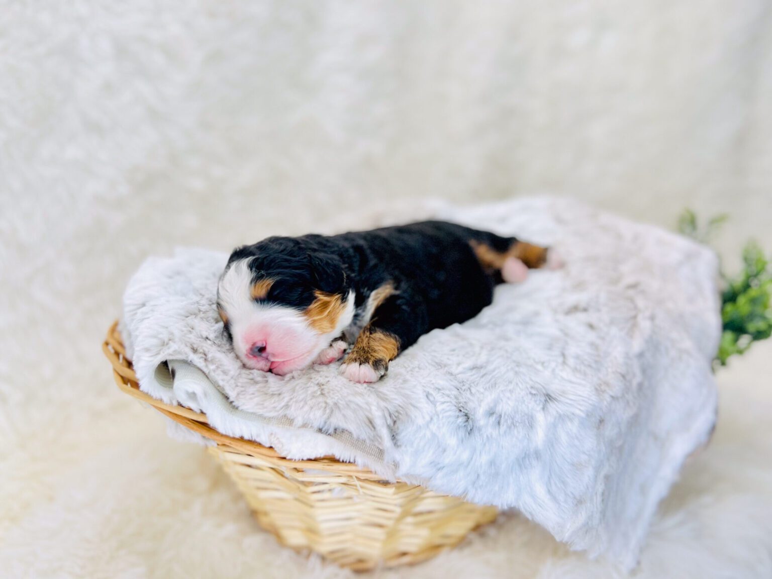 I am just a tiny baby and would love to join your family soon! Of course, you can’t see how cute and curly I will be when I get older, so the Dog Club will send updated photos when I am about 6 to 7 weeks old, if you choose to adopt me. Infant puppy deposits are refundable or transferrable.