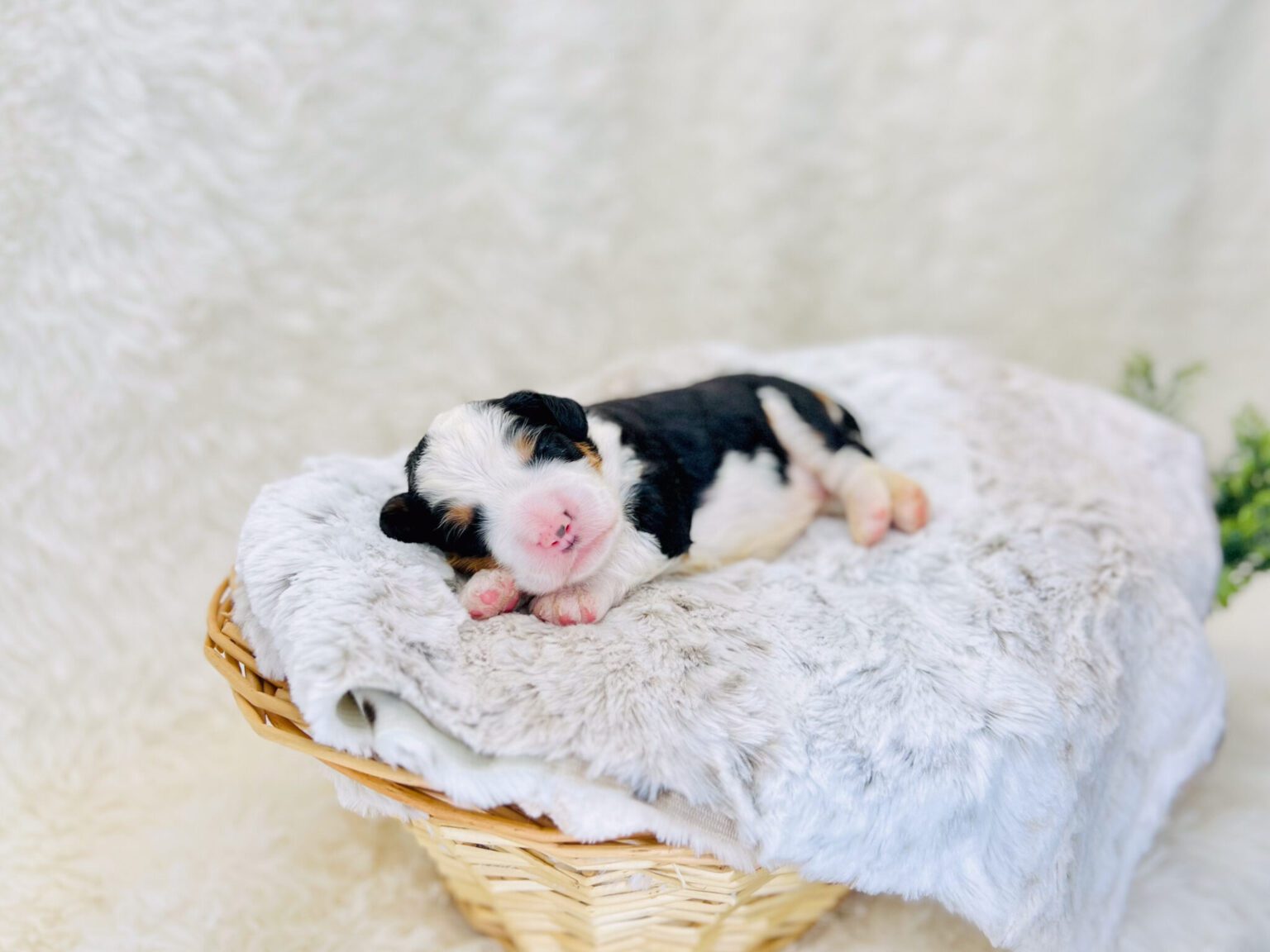 I am just a tiny baby and would love to join your family soon! Of course, you can’t see how cute and curly I will be when I get older, so the Dog Club will send updated photos when I am about 6 to 7 weeks old, if you choose to adopt me. Infant puppy deposits are refundable or transferrable.