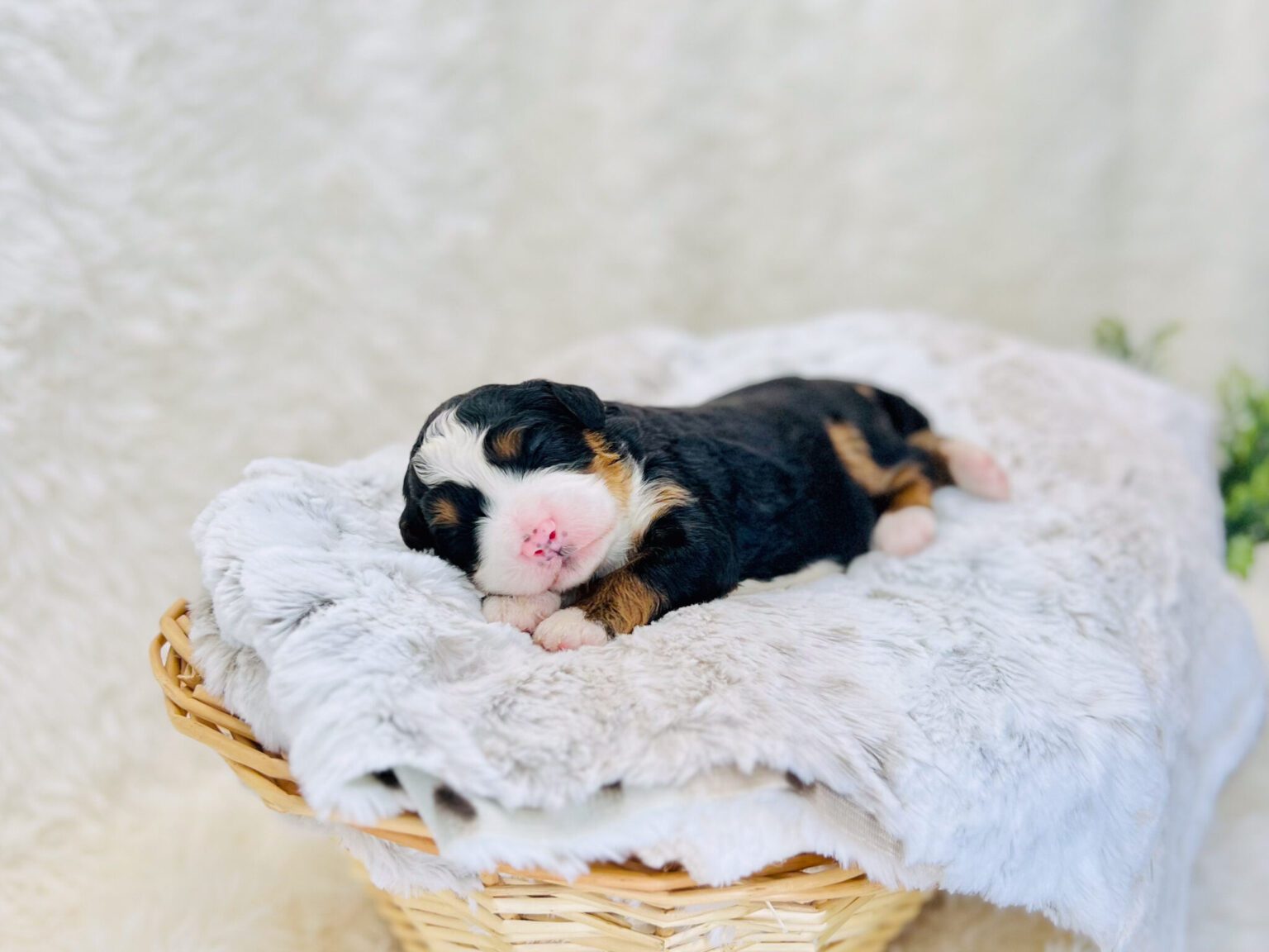 I am just a tiny baby and would love to join your family soon! Of course, you can’t see how cute and curly I will be when I get older, so the Dog Club will send updated photos when I am about 6 to 7 weeks old, if you choose to adopt me. Infant puppy deposits are refundable or transferrable.