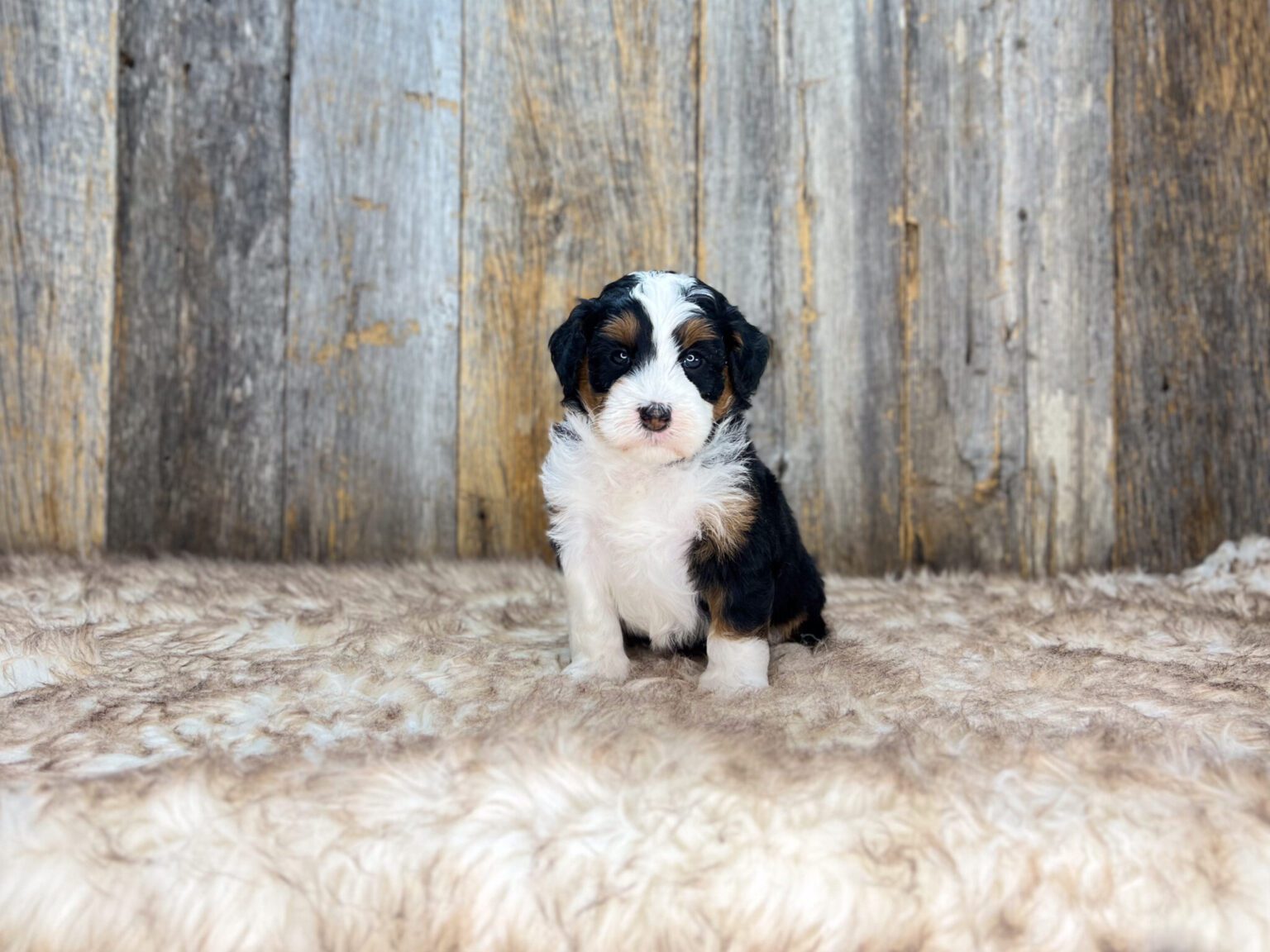 I am just a tiny baby and would love to join your family soon! Of course, you can’t see how cute and curly I will be when I get older, so the Dog Club will send updated photos when I am about 6 to 7 weeks old, if you choose to adopt me. Infant puppy deposits are refundable or transferrable.