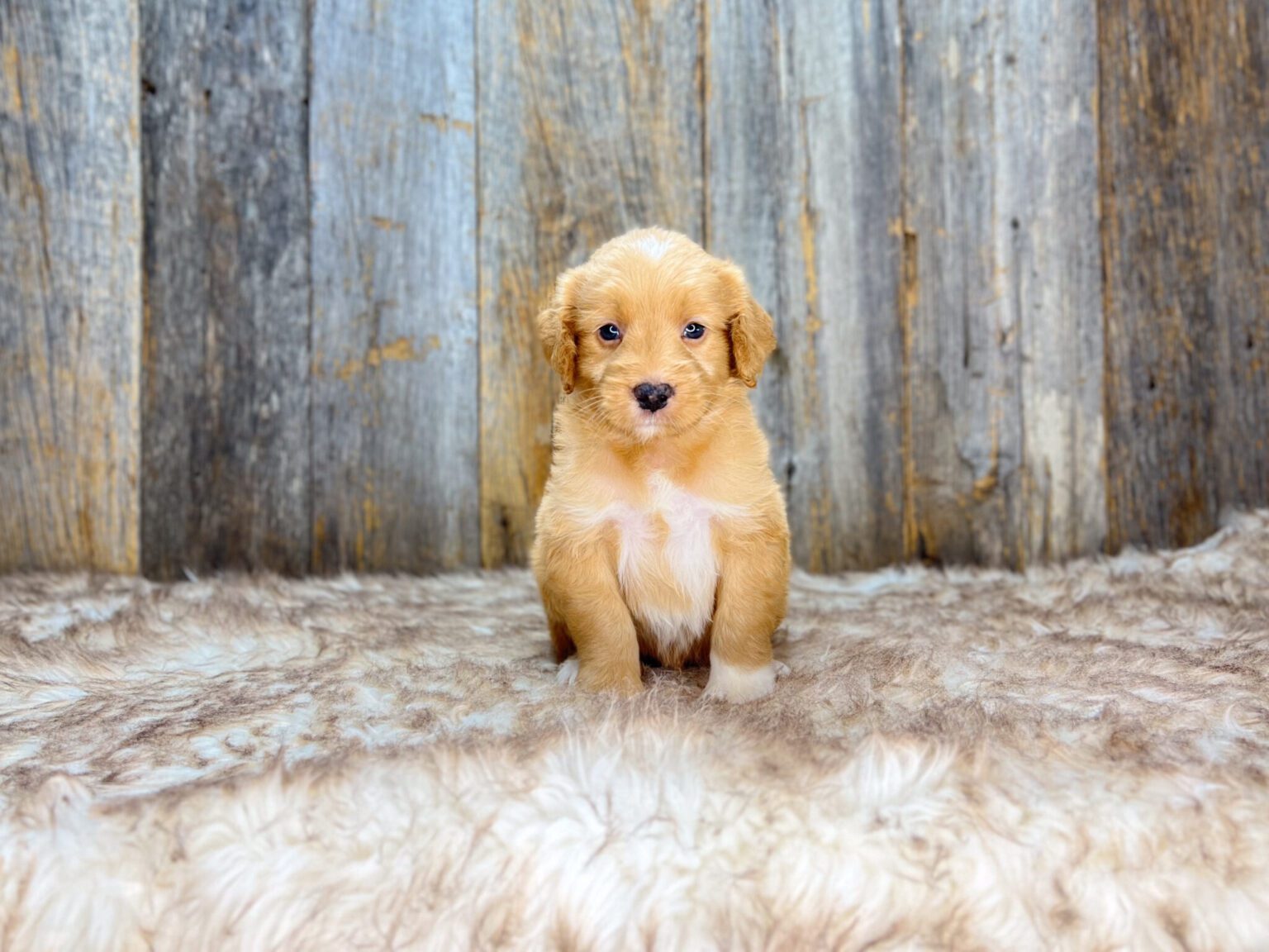 I am just a tiny baby and would love to join your family soon! Of course, you can’t see how cute and curly I will be when I get older, so the Dog Club will send updated photos when I am about 6 to 7 weeks old, if you choose to adopt me. Infant puppy deposits are refundable or transferrable.