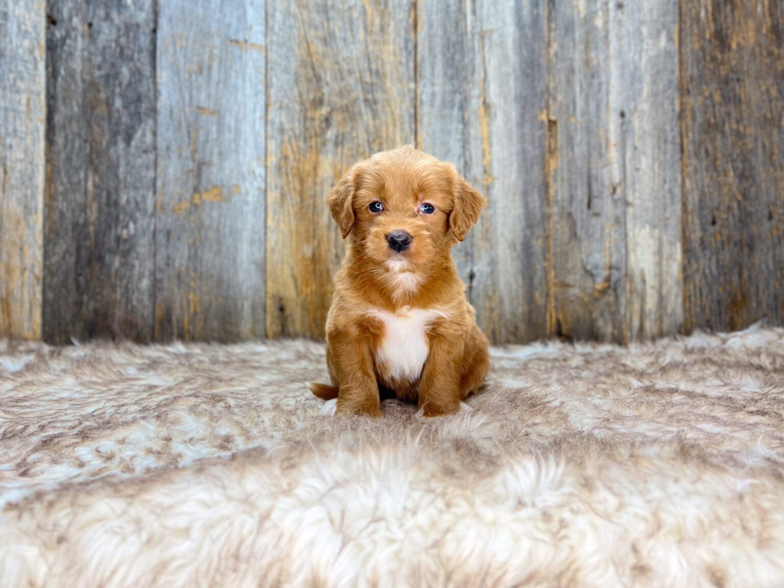 I am just a tiny baby and would love to join your family soon! Of course, you can’t see how cute and curly I will be when I get older, so the Dog Club will send updated photos when I am about 6 to 7 weeks old, if you choose to adopt me. Infant puppy deposits are refundable or transferrable.