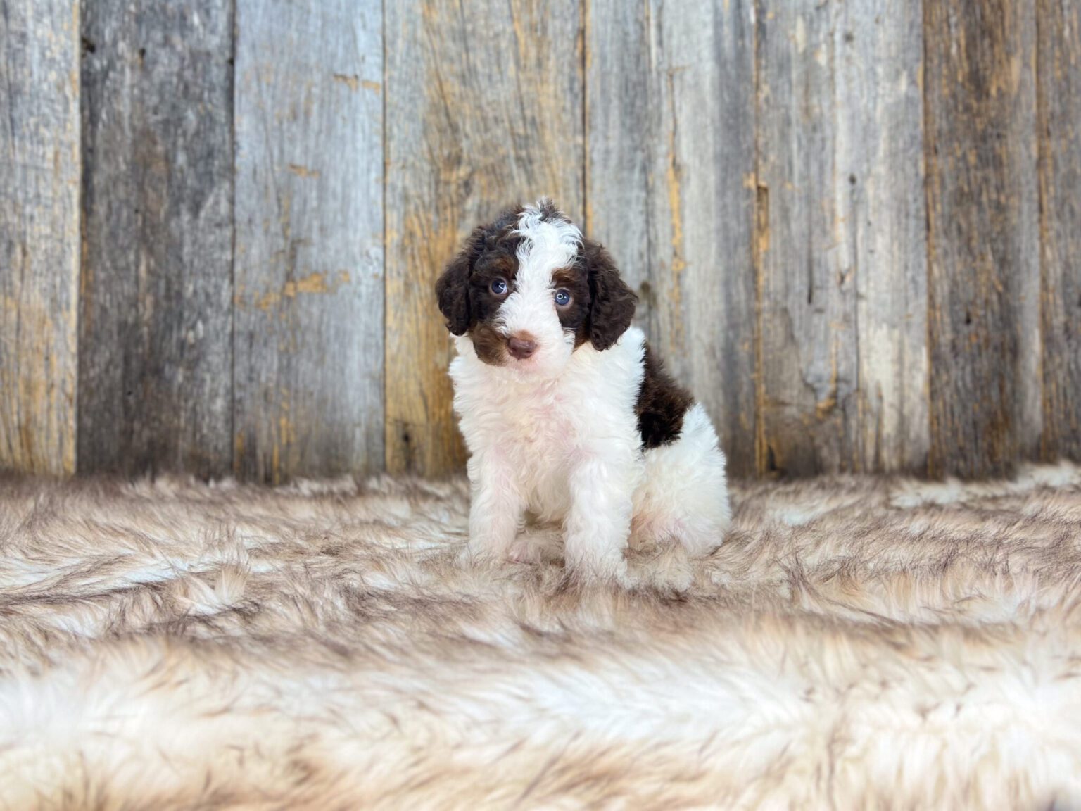 I am just a tiny baby and would love to join your family soon! Of course, you can’t see how cute and curly I will be when I get older, so the Dog Club will send updated photos when I am about 6 to 7 weeks old, if you choose to adopt me. Infant puppy deposits are refundable or transferrable.