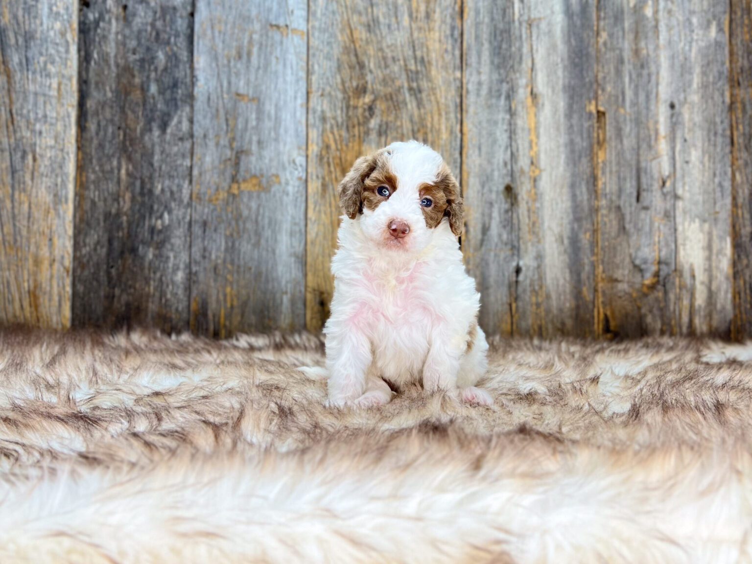 I am just a tiny baby and would love to join your family soon! Of course, you can’t see how cute and curly I will be when I get older, so the Dog Club will send updated photos when I am about 6 to 7 weeks old, if you choose to adopt me. Infant puppy deposits are refundable or transferrable.