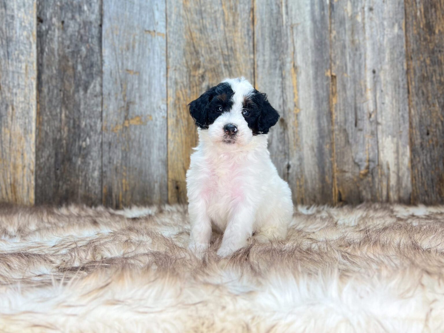 I am just a tiny baby and would love to join your family soon! Of course, you can’t see how cute and curly I will be when I get older, so the Dog Club will send updated photos when I am about 6 to 7 weeks old, if you choose to adopt me. Infant puppy deposits are refundable or transferrable.