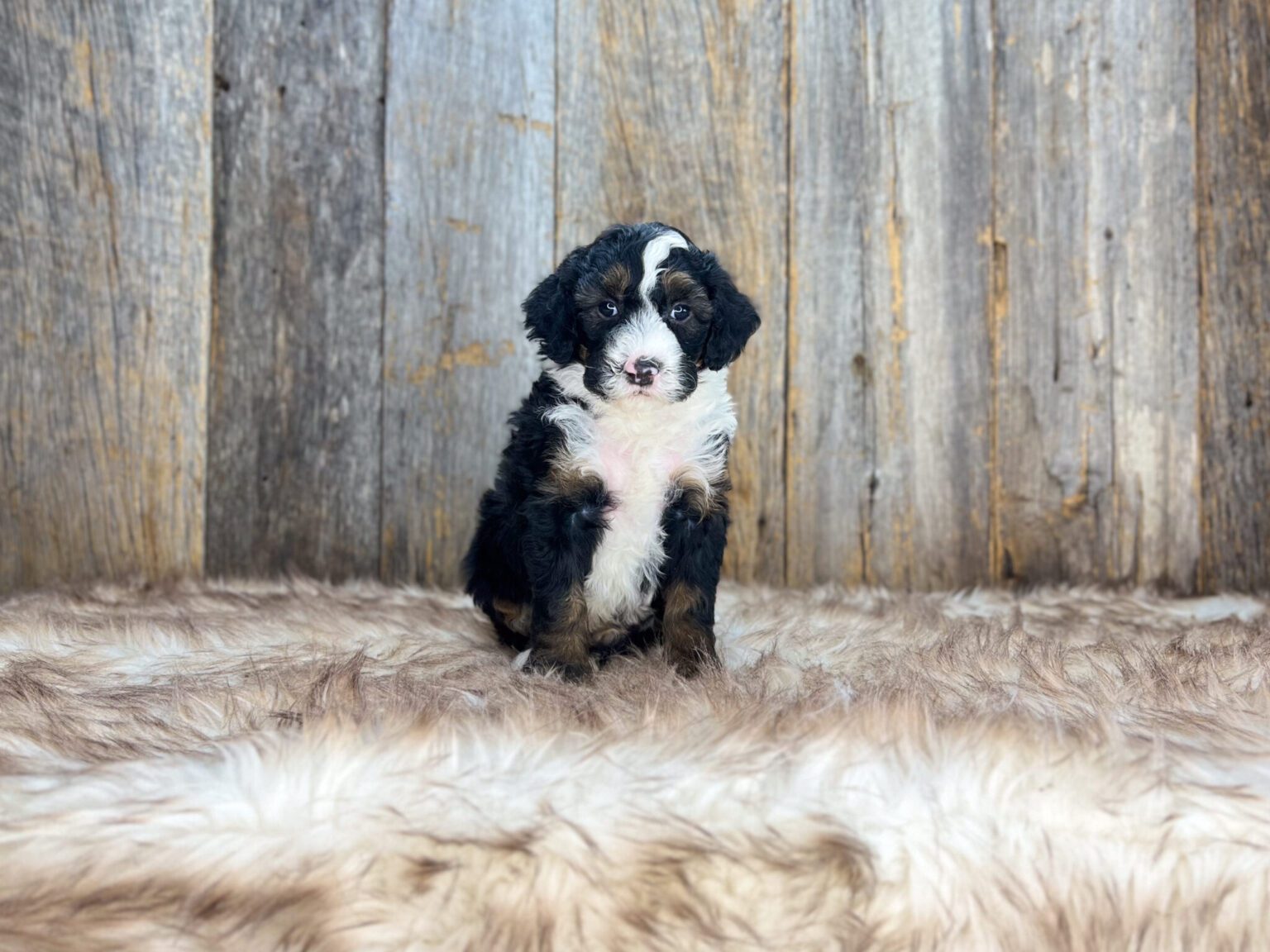I am just a tiny baby and would love to join your family soon! Of course, you can’t see how cute and curly I will be when I get older, so the Dog Club will send updated photos when I am about 6 to 7 weeks old, if you choose to adopt me. Infant puppy deposits are refundable or transferrable.