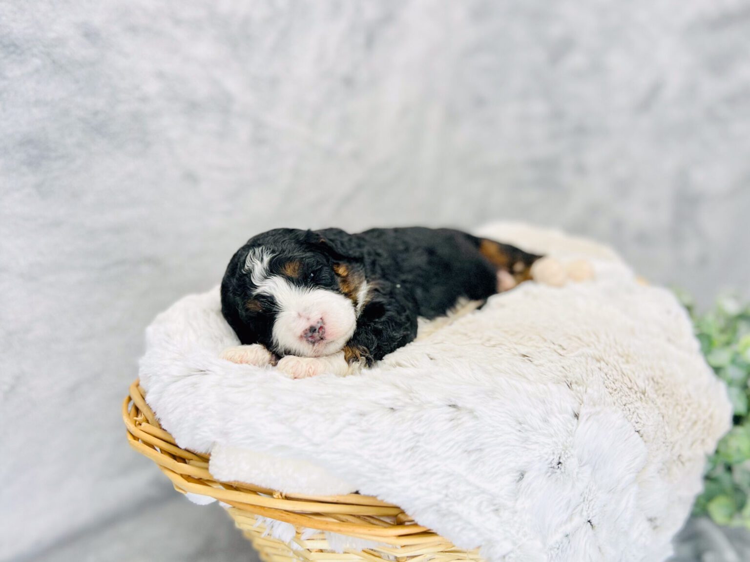 I am just a tiny baby and would love to join your family soon! Of course, you can’t see how cute and curly I will be when I get older, so the Dog Club will send updated photos when I am about 6 to 7 weeks old, if you choose to adopt me. Infant puppy deposits are refundable or transferrable.