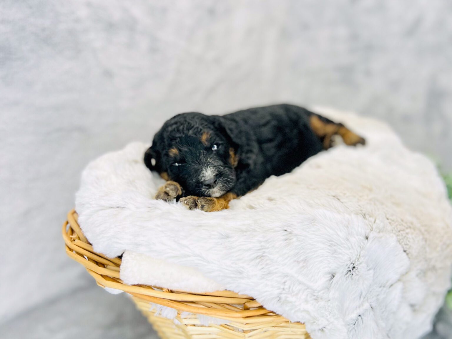 I am just a tiny baby and would love to join your family soon! Of course, you can’t see how cute and curly I will be when I get older, so the Dog Club will send updated photos when I am about 6 to 7 weeks old, if you choose to adopt me. Infant puppy deposits are refundable or transferrable.