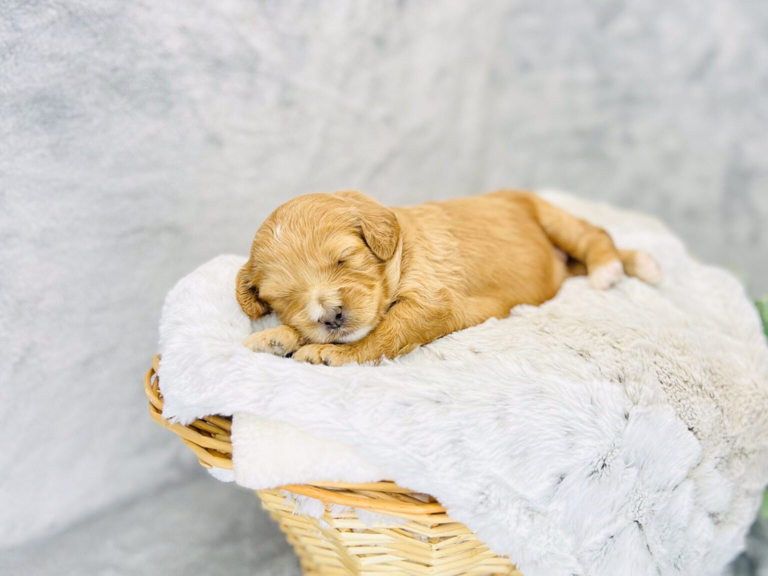 I am just a tiny baby and would love to join your family soon! Of course, you can’t see how cute and curly I will be when I get older, so the Dog Club will send updated photos when I am about 6 to 7 weeks old, if you choose to adopt me. Infant puppy deposits are refundable or transferrable.