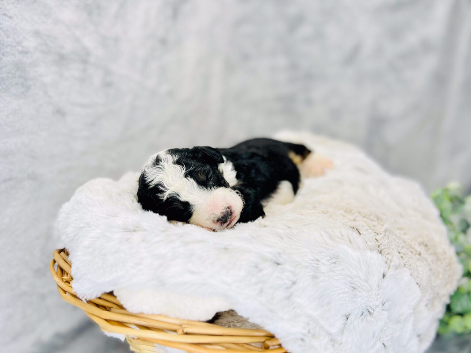I am just a tiny baby and would love to join your family soon! Of course, you can’t see how cute and curly I will be when I get older, so the Dog Club will send updated photos when I am about 6 to 7 weeks old, if you choose to adopt me. Infant puppy deposits are refundable or transferrable.