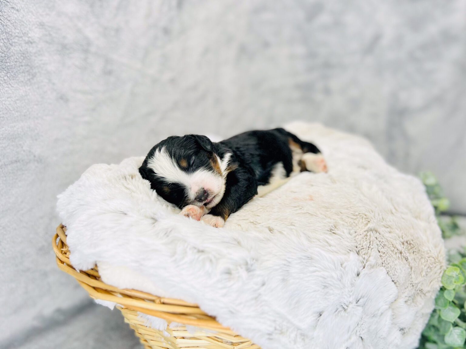 I am just a tiny baby and would love to join your family soon! Of course, you can’t see how cute and curly I will be when I get older, so the Dog Club will send updated photos when I am about 6 to 7 weeks old, if you choose to adopt me. Infant puppy deposits are refundable or transferrable.
