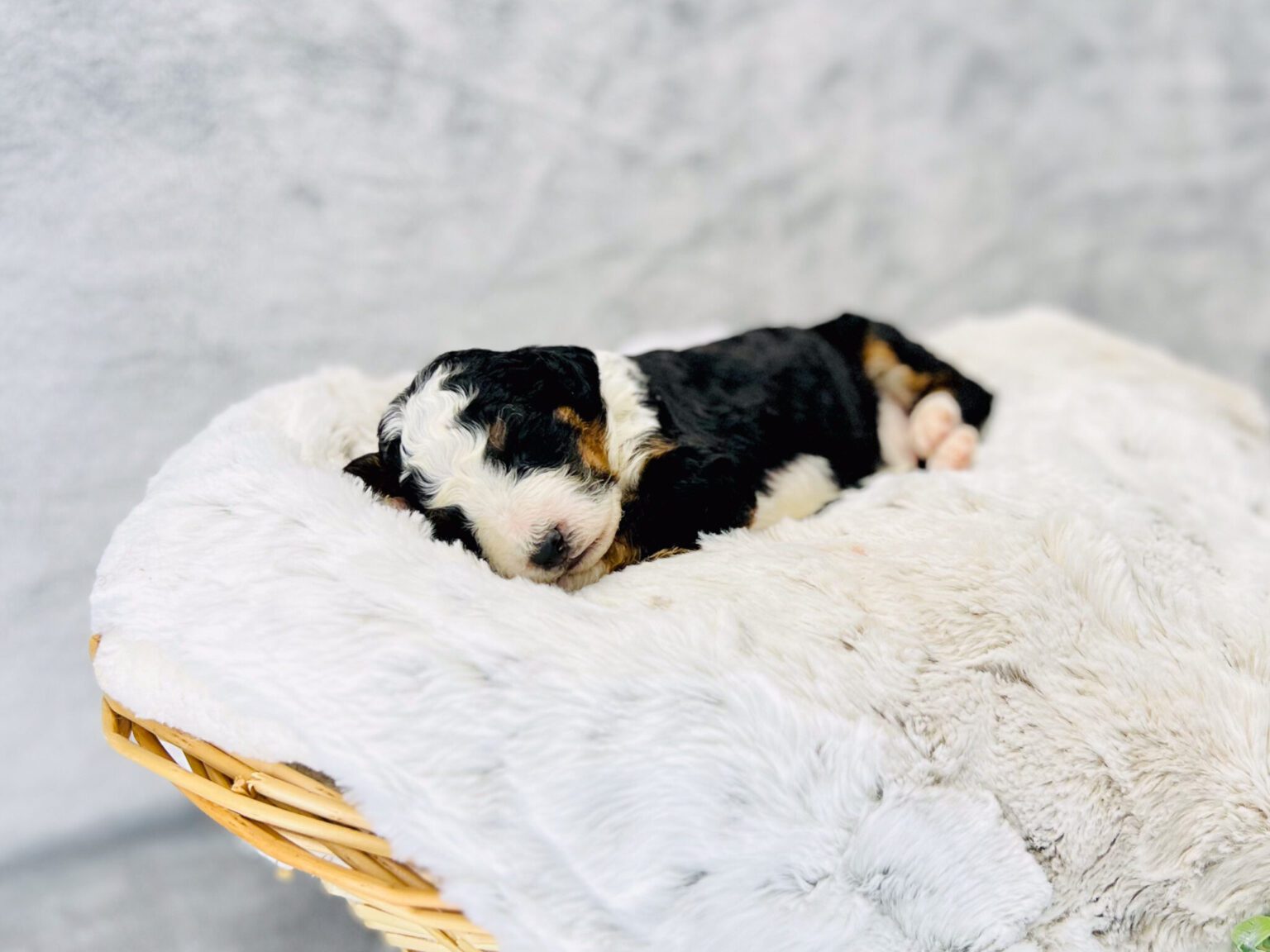 I am just a tiny baby and would love to join your family soon! Of course, you can’t see how cute and curly I will be when I get older, so the Dog Club will send updated photos when I am about 6 to 7 weeks old, if you choose to adopt me. Infant puppy deposits are refundable or transferrable.