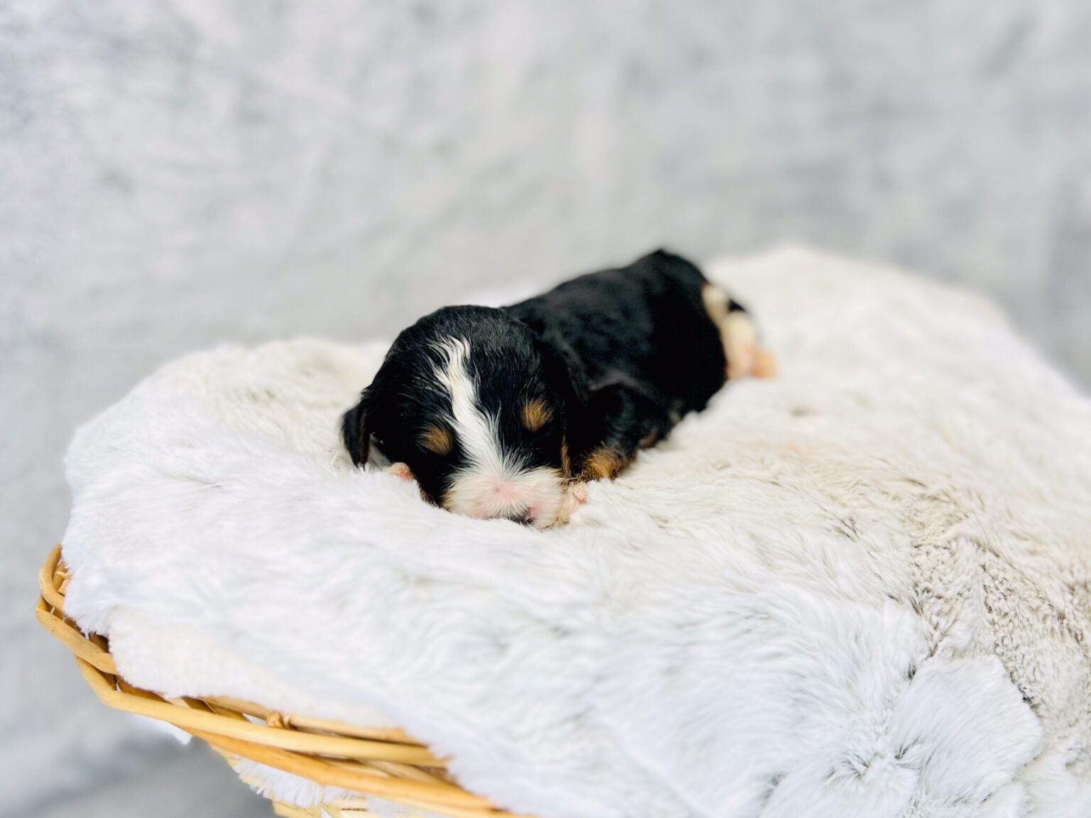 I am just a tiny baby and would love to join your family soon! Of course, you can’t see how cute and curly I will be when I get older, so the Dog Club will send updated photos when I am about 6 to 7 weeks old, if you choose to adopt me. Infant puppy deposits are refundable or transferrable.