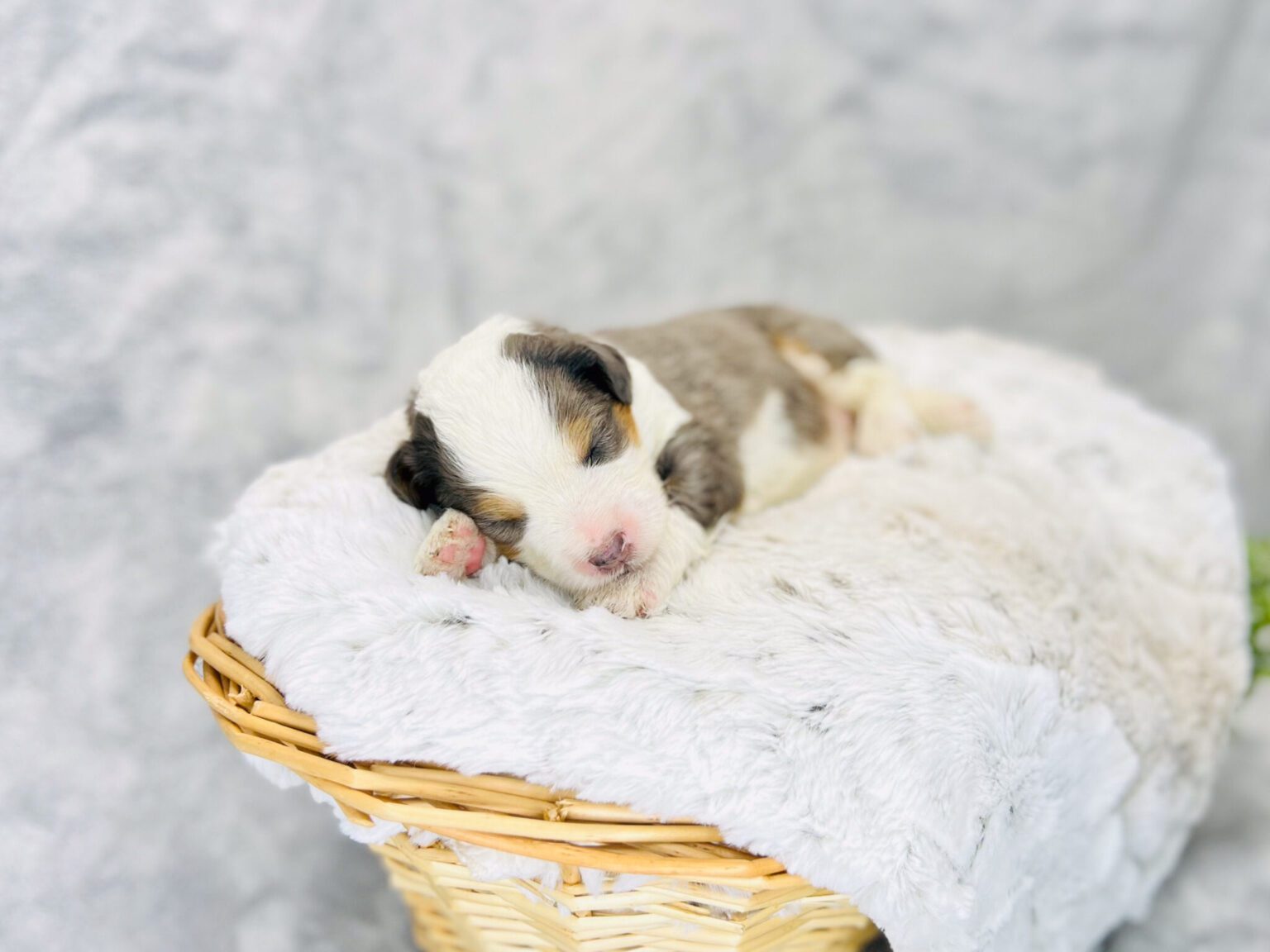 I am just a tiny baby and would love to join your family soon! Of course, you can’t see how cute and curly I will be when I get older, so the Dog Club will send updated photos when I am about 6 to 7 weeks old, if you choose to adopt me. Infant puppy deposits are refundable or transferrable.