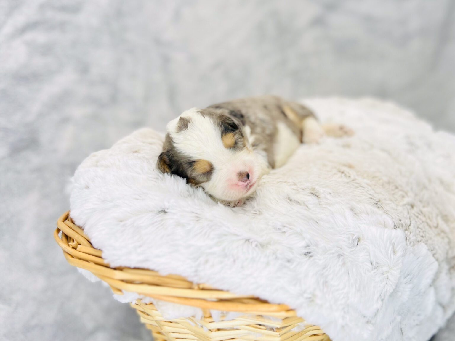 I am just a tiny baby and would love to join your family soon! Of course, you can’t see how cute and curly I will be when I get older, so the Dog Club will send updated photos when I am about 6 to 7 weeks old, if you choose to adopt me. Infant puppy deposits are refundable or transferrable.