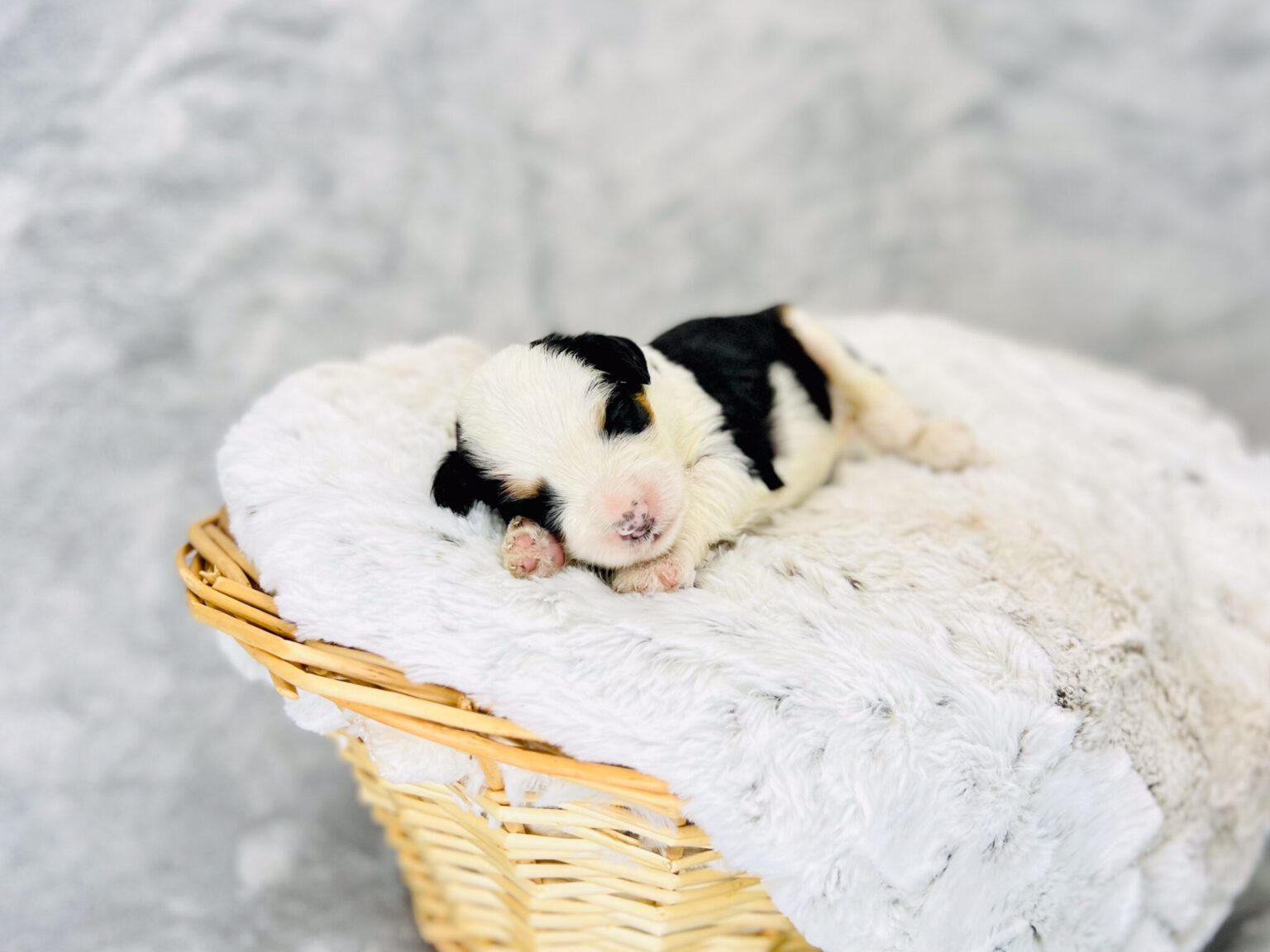 I am just a tiny baby and would love to join your family soon! Of course, you can’t see how cute and curly I will be when I get older, so the Dog Club will send updated photos when I am about 6 to 7 weeks old, if you choose to adopt me. Infant puppy deposits are refundable or transferrable.