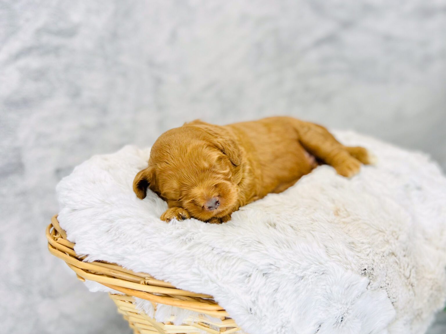 I am just a tiny baby and would love to join your family soon! Of course, you can’t see how cute and curly I will be when I get older, so the Dog Club will send updated photos when I am about 6 to 7 weeks old, if you choose to adopt me. Infant puppy deposits are refundable or transferrable.