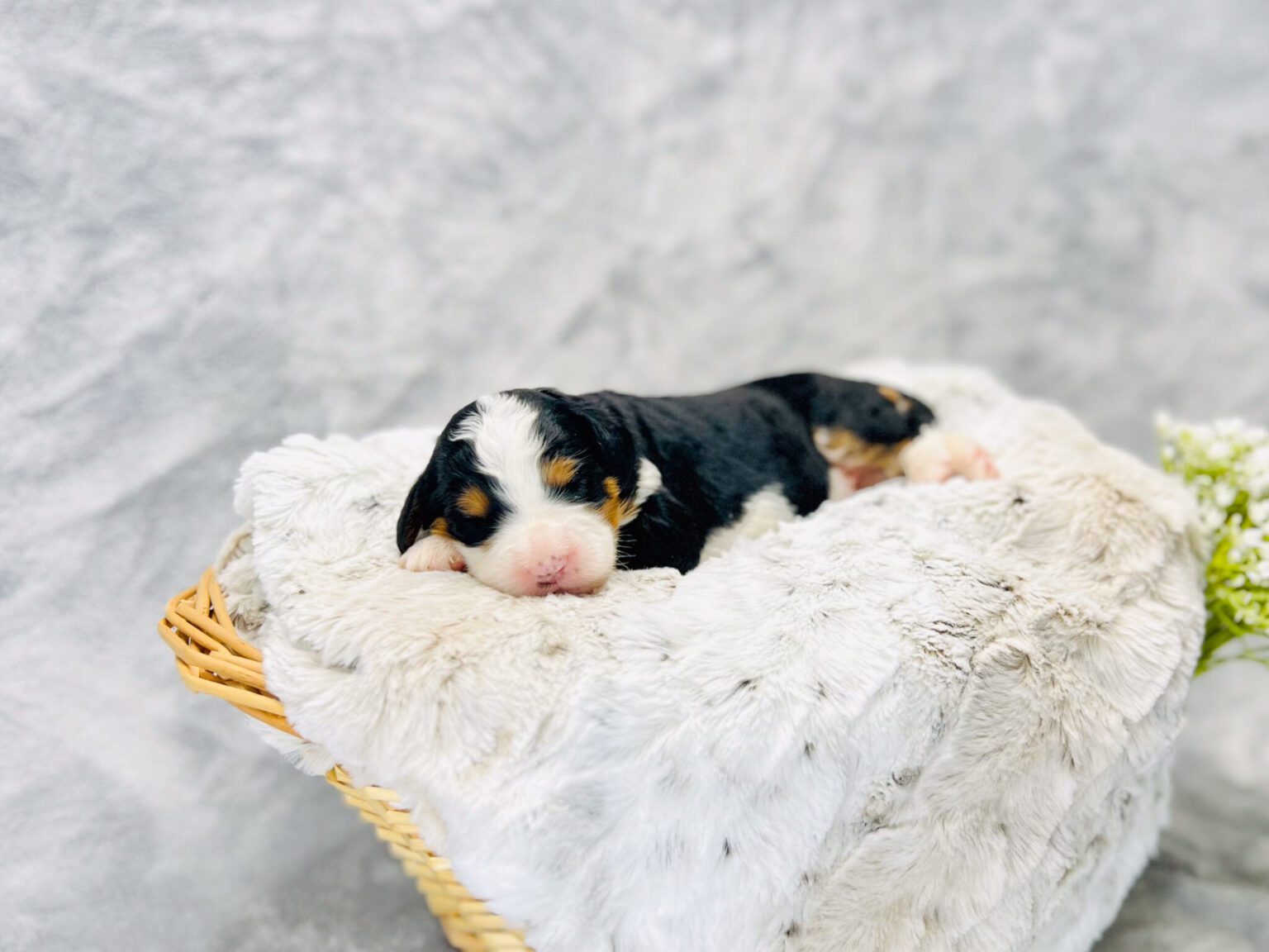 I am just a tiny baby and would love to join your family soon! Of course, you can’t see how cute and curly I will be when I get older, so the Dog Club will send updated photos when I am about 6 to 7 weeks old, if you choose to adopt me. Infant puppy deposits are refundable or transferrable.