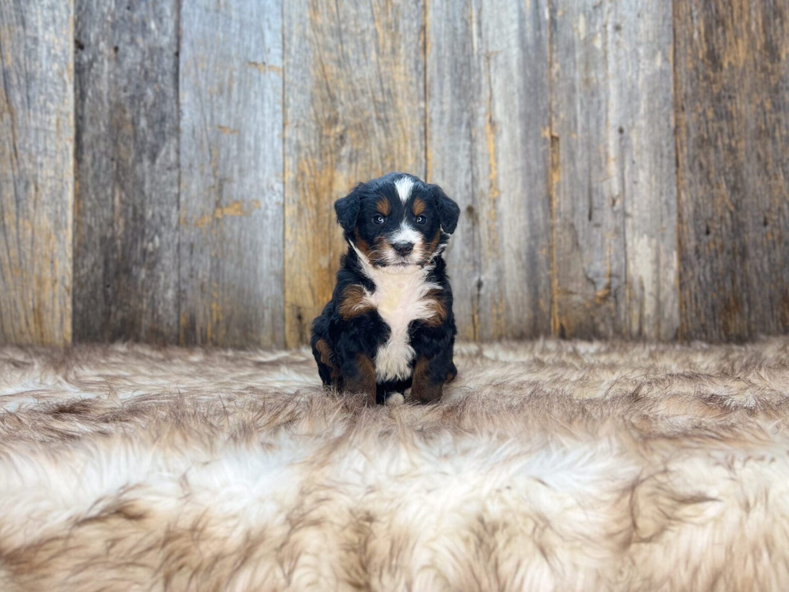 I am just a tiny baby and would love to join your family soon! Of course, you can’t see how cute and curly I will be when I get older, so the Dog Club will send updated photos when I am about 6 to 7 weeks old, if you choose to adopt me. Infant puppy deposits are refundable or transferrable.