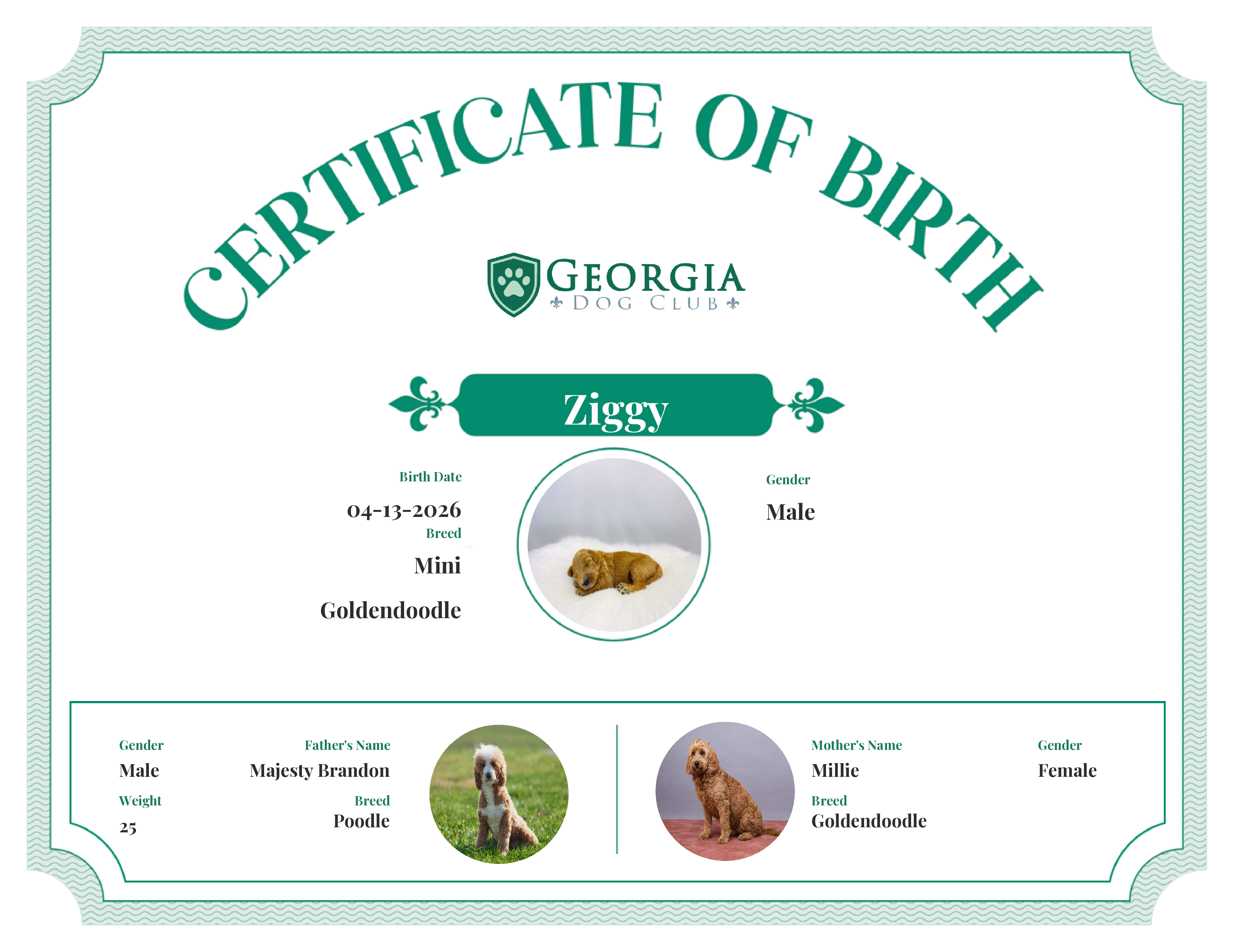 Ziggy's Birth Certificate