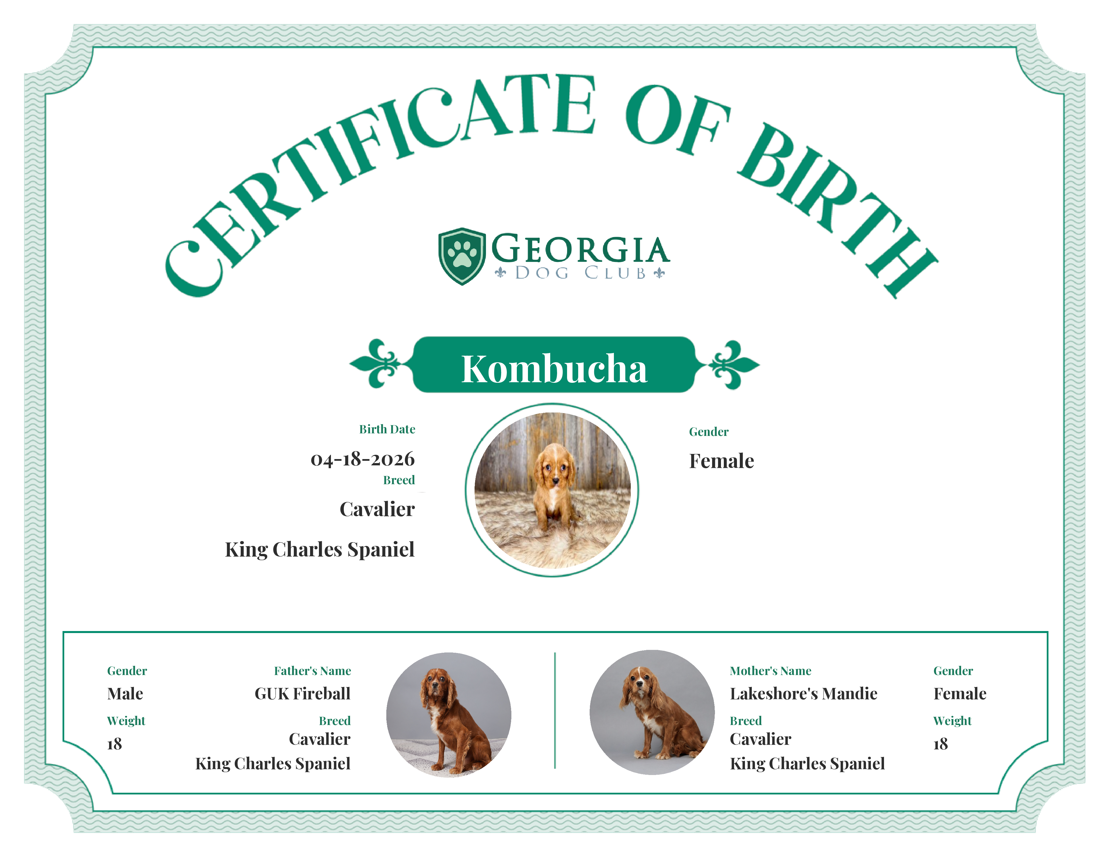 Kombucha's Birth Certificate