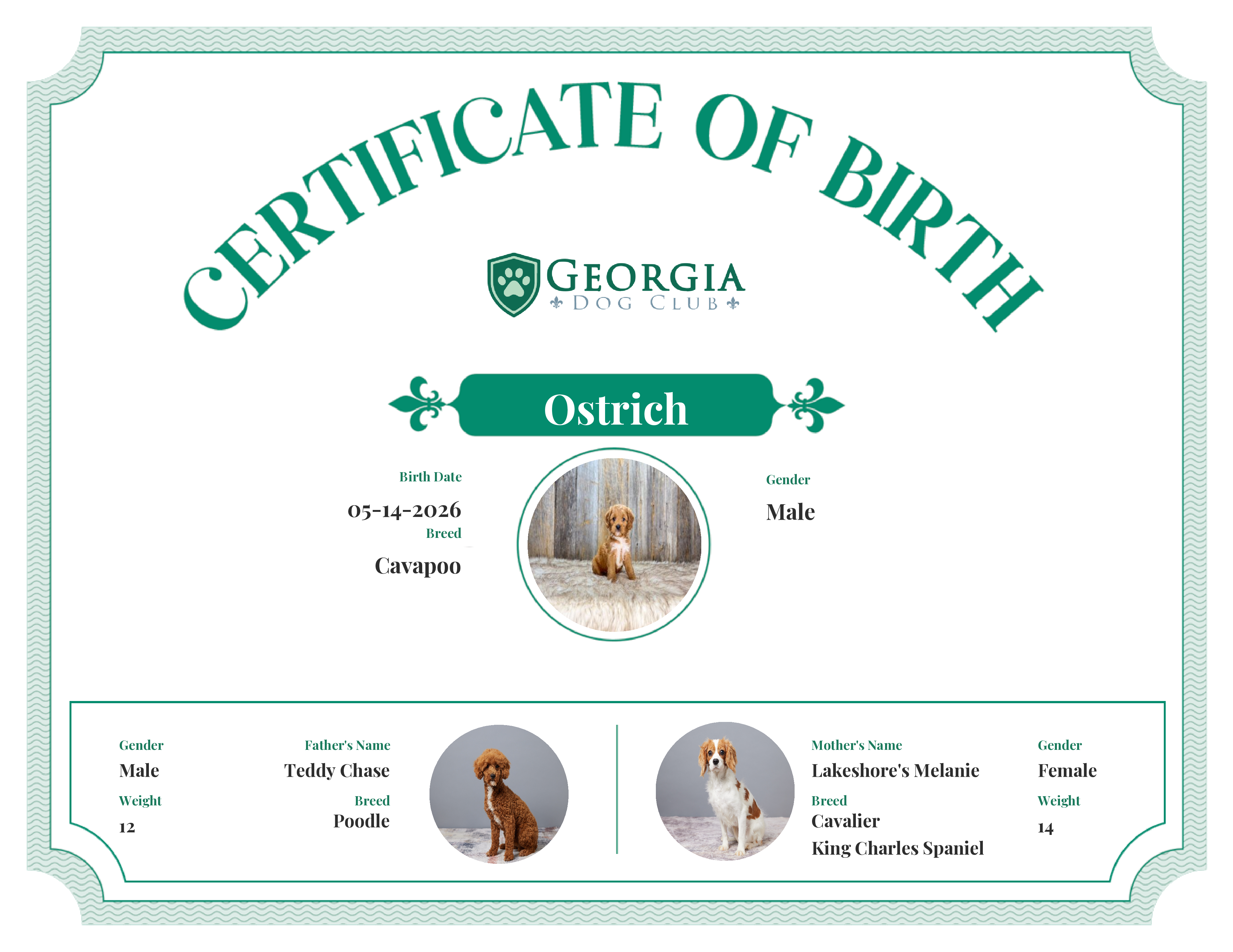 Ostrich's Birth Certificate