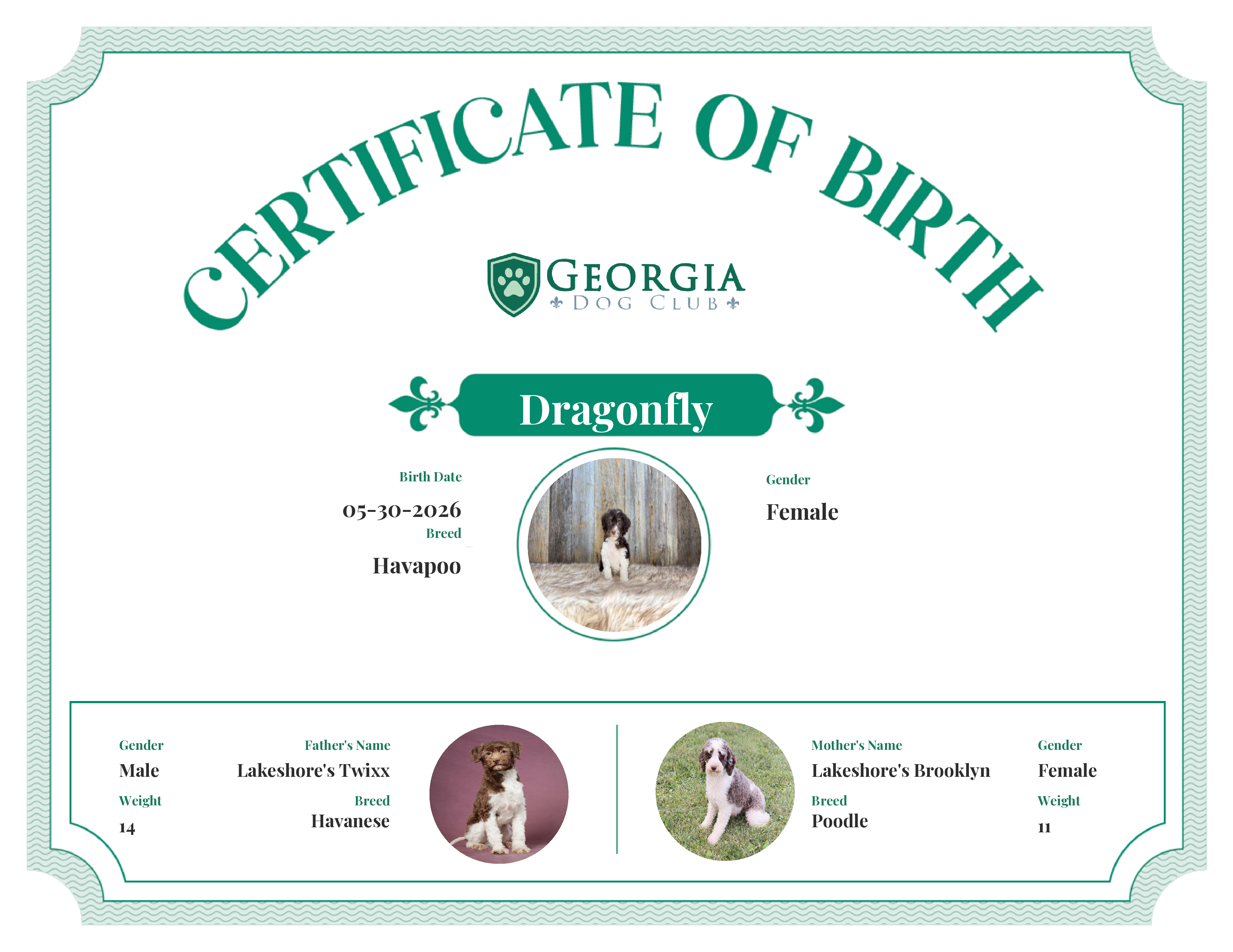 Dragonfly's Birth Certificate